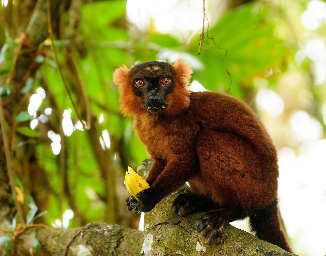 Hybrid crowned x black lemur - stare, Palmarium, Madagascar Moving on to our 2nd day in Palmarium, our only full day there. This day was pretty much spent as a lengthy up close lemur photo shoot of a number of species. So I will flood JD with quite a few lemur photos. <br />
<br />
Explained earlier, the situation is semi-natural at best. The private reserve is quite large and gives ample space to the lemurs, yet they have learned to stay close to the hotel, for easy food reasons. Not ideal, but I figured to go along with it and to see if at least this brings some good photos. These first shots are quite noisy though, some parts of the forest were quite dark.<br />
<figure class="photo"><a href="https://www.jungledragon.com/image/87502/hybrid_crowned_x_black_lemur_-_full_animal_palmarium_madagascar.html" title="Hybrid crowned x black lemur - full animal, Palmarium, Madagascar"><img src="https://s3.amazonaws.com/media.jungledragon.com/images/2/87502_thumb.jpg?AWSAccessKeyId=05GMT0V3GWVNE7GGM1R2&Expires=1770854410&Signature=JqaiqiQShuI5EfMdsaZRn3KlP7c%3D" width="200" height="134" alt="Hybrid crowned x black lemur - full animal, Palmarium, Madagascar Moving on to our 2nd day in Palmarium, our only full day there. This day was pretty much spent as a lengthy up close lemur photo shoot of a number of species. So I will flood JD with quite a few lemur photos. <br />
<br />
Explained earlier, the situation is semi-natural at best. The private reserve is quite large and gives ample space to the lemurs, yet they have learned to stay close to the hotel, for easy food reasons. Not ideal, but I figured to go along with it and to see if at least this brings some good photos. These first shots are quite noisy though, some parts of the forest were quite dark.<br />
https://www.jungledragon.com/image/87503/red_ruffed_lemur_-_stare_palmarium_madagascar.html<br />
https://www.jungledragon.com/image/87500/red_ruffed_lemur_-_perched_palmarium_madagascar.html<br />
https://www.jungledragon.com/image/87501/red_ruffed_lemur_-_chewing_palmarium_madagascar.html Africa,Madagascar,Madagascar 2019,Palmarium reserve,World" /></a></figure><br />
<figure class="photo"><a href="https://www.jungledragon.com/image/87500/hybrid_crowned_x_black_lemur_-_perched_palmarium_madagascar.html" title="Hybrid crowned x black lemur - perched, Palmarium, Madagascar"><img src="https://s3.amazonaws.com/media.jungledragon.com/images/2/87500_thumb.jpg?AWSAccessKeyId=05GMT0V3GWVNE7GGM1R2&Expires=1770854410&Signature=KY7VTYctxl1jQH1cPff4mQwmLVQ%3D" width="200" height="134" alt="Hybrid crowned x black lemur - perched, Palmarium, Madagascar Moving on to our 2nd day in Palmarium, our only full day there. This day was pretty much spent as a lengthy up close lemur photo shoot of a number of species. So I will flood JD with quite a few lemur photos. <br />
<br />
Explained earlier, the situation is semi-natural at best. The private reserve is quite large and gives ample space to the lemurs, yet they have learned to stay close to the hotel, for easy food reasons. Not ideal, but I figured to go along with it and to see if at least this brings some good photos. These first shots are quite noisy though, some parts of the forest were quite dark.<br />
https://www.jungledragon.com/image/87503/red_ruffed_lemur_-_stare_palmarium_madagascar.html<br />
https://www.jungledragon.com/image/87502/red_ruffed_lemur_-_full_animal_palmarium_madagascar.html<br />
https://www.jungledragon.com/image/87501/red_ruffed_lemur_-_chewing_palmarium_madagascar.html Africa,Madagascar,Madagascar 2019,Palmarium reserve,World" /></a></figure><br />
<figure class="photo"><a href="https://www.jungledragon.com/image/87501/hybrid_crowned_x_black_lemur_-_chewing_palmarium_madagascar.html" title="Hybrid crowned x black lemur - chewing, Palmarium, Madagascar"><img src="https://s3.amazonaws.com/media.jungledragon.com/images/2/87501_thumb.jpg?AWSAccessKeyId=05GMT0V3GWVNE7GGM1R2&Expires=1770854410&Signature=MnySF8JmM1k1YNw%2BkPmD%2FqU06Y0%3D" width="200" height="134" alt="Hybrid crowned x black lemur - chewing, Palmarium, Madagascar Moving on to our 2nd day in Palmarium, our only full day there. This day was pretty much spent as a lengthy up close lemur photo shoot of a number of species. So I will flood JD with quite a few lemur photos. <br />
<br />
Explained earlier, the situation is semi-natural at best. The private reserve is quite large and gives ample space to the lemurs, yet they have learned to stay close to the hotel, for easy food reasons. Not ideal, but I figured to go along with it and to see if at least this brings some good photos. These first shots are quite noisy though, some parts of the forest were quite dark.<br />
https://www.jungledragon.com/image/87503/red_ruffed_lemur_-_stare_palmarium_madagascar.html<br />
https://www.jungledragon.com/image/87502/red_ruffed_lemur_-_full_animal_palmarium_madagascar.html<br />
https://www.jungledragon.com/image/87500/red_ruffed_lemur_-_perched_palmarium_madagascar.html Africa,Geotagged,Madagascar,Madagascar 2019,Palmarium reserve,Winter,World" /></a></figure> Africa,Geotagged,Madagascar,Madagascar 2019,Palmarium reserve,Winter,World