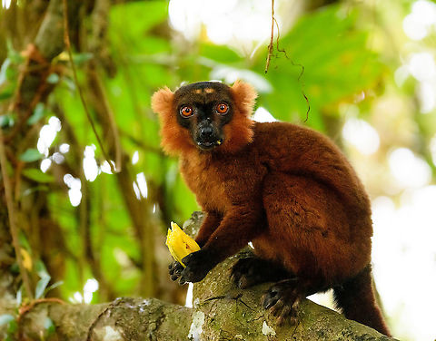 Hybrid crowned x black lemur - stare, Palmarium, Madagascar Moving on to our 2nd day in Palmarium, our only full day there. This day was pretty much spent as a lengthy up close lemur photo shoot of a number of species. So I will flood JD with quite a few lemur photos. 
Explained earlier, the situation is semi-natural at best. The private reserve is quite large and gives ample space to the lemurs, yet they have learned to stay close to the hotel, for easy food reasons. Not ideal, but I figured to go along with it and to see if at least this brings some good photos. These first shots are quite noisy though, some parts of the forest were quite dark.
https://www.jungledragon.com/image/87502/red_ruffed_lemur_-_full_animal_palmarium_madagascar.html
https://www.jungledragon.com/image/87500/red_ruffed_lemur_-_perched_palmarium_madagascar.html
https://www.jungledragon.com/image/87501/red_ruffed_lemur_-_chewing_palmarium_madagascar.html Africa,Geotagged,Madagascar,Madagascar 2019,Palmarium reserve,Winter,World