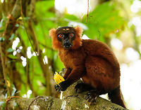 Hybrid crowned x black lemur - stare, Palmarium, Madagascar Moving on to our 2nd day in Palmarium, our only full day there. This day was pretty much spent as a lengthy up close lemur photo shoot of a number of species. So I will flood JD with quite a few lemur photos. <br />
<br />
Explained earlier, the situation is semi-natural at best. The private reserve is quite large and gives ample space to the lemurs, yet they have learned to stay close to the hotel, for easy food reasons. Not ideal, but I figured to go along with it and to see if at least this brings some good photos. These first shots are quite noisy though, some parts of the forest were quite dark.<br />
https://www.jungledragon.com/image/87502/red_ruffed_lemur_-_full_animal_palmarium_madagascar.html<br />
https://www.jungledragon.com/image/87500/red_ruffed_lemur_-_perched_palmarium_madagascar.html<br />
https://www.jungledragon.com/image/87501/red_ruffed_lemur_-_chewing_palmarium_madagascar.html Africa,Geotagged,Madagascar,Madagascar 2019,Palmarium reserve,Winter,World