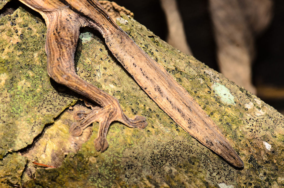 Tail closeup of a Lined Leaf-tail Gecko This is why they&#039;re called Leaf-tail geckos :) Take note that also the legs and feet are incredibly flat. Lined Leaf-tail Gecko,Madagascar,Pyreras Reserve,Uroplatus lineatus