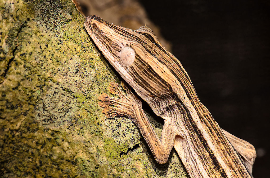 Lined Leaf-tail Gecko (Uroplatus lineatus) Another fascinating and bizarre creature from Madagascar. This Lined Leaf-tail Gecko is a nocturnal animal that has the ability to change its skin pattern over the day. The pattern seen above mimics that of bamboo plants. Together with its incredibly flat body and tail, it makes for perfect camouflage. Madagascar,Pyreras Reserve,Uroplatus lineatus