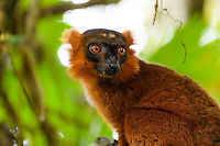 Hybrid crowned x black lemur - portrait, Palmarium, Madagascar A 2nd set of images of this vibrant lemur found in Palmarium.<br />
https://www.jungledragon.com/image/87618/red_ruffed_lemur_-_licking_palmarium_madagascar.html<br />
https://www.jungledragon.com/image/87616/red_ruffed_lemur_-_stare_2_palmarium_madagascar.html<br />
https://www.jungledragon.com/image/87615/red_ruffed_lemur_-_perched_2_palmarium_madagascar.html<br />
<br />
Part I:<br />
<br />
https://www.jungledragon.com/image/87503/red_ruffed_lemur_-_stare_palmarium_madagascar.html Africa,Madagascar,Madagascar 2019,Palmarium reserve,World