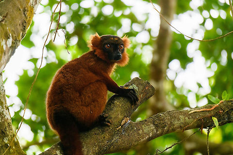 Hybrid crowned x black lemur - perched 2, Palmarium, Madagascar A 2nd set of images of this vibrant lemur found in Palmarium.
https://www.jungledragon.com/image/87618/red_ruffed_lemur_-_licking_palmarium_madagascar.html
https://www.jungledragon.com/image/87616/red_ruffed_lemur_-_stare_2_palmarium_madagascar.html
https://www.jungledragon.com/image/87614/red_ruffed_lemur_-_portrait_palmarium_madagascar.html

Part I:

https://www.jungledragon.com/image/87503/red_ruffed_lemur_-_stare_palmarium_madagascar.html Africa,Geotagged,Madagascar,Madagascar 2019,Palmarium reserve,Winter,World