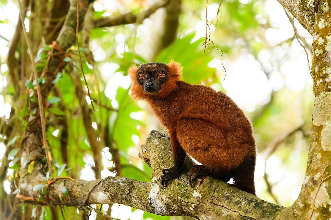 Hybrid crowned x black lemur - stare 2, Palmarium, Madagascar A 2nd set of images of this vibrant lemur found in Palmarium.<br />
<figure class="photo"><a href="https://www.jungledragon.com/image/87618/hybrid_crowned_x_black_lemur_-_licking_palmarium_madagascar.html" title="Hybrid crowned x black lemur - licking, Palmarium, Madagascar"><img src="https://s3.amazonaws.com/media.jungledragon.com/images/2/87618_thumb.jpg?AWSAccessKeyId=05GMT0V3GWVNE7GGM1R2&Expires=1770854410&Signature=jgz11xv%2FfJCZCuyX8DVZrvjptI4%3D" width="200" height="134" alt="Hybrid crowned x black lemur - licking, Palmarium, Madagascar A 2nd set of images of this vibrant lemur found in Palmarium.<br />
https://www.jungledragon.com/image/87616/red_ruffed_lemur_-_stare_2_palmarium_madagascar.html<br />
https://www.jungledragon.com/image/87615/red_ruffed_lemur_-_perched_2_palmarium_madagascar.html<br />
https://www.jungledragon.com/image/87614/red_ruffed_lemur_-_portrait_palmarium_madagascar.html<br />
<br />
Part I:<br />
<br />
https://www.jungledragon.com/image/87503/red_ruffed_lemur_-_stare_palmarium_madagascar.html Africa,Madagascar,Madagascar 2019,Palmarium reserve,World" /></a></figure><br />
<figure class="photo"><a href="https://www.jungledragon.com/image/87615/hybrid_crowned_x_black_lemur_-_perched_2_palmarium_madagascar.html" title="Hybrid crowned x black lemur - perched 2, Palmarium, Madagascar"><img src="https://s3.amazonaws.com/media.jungledragon.com/images/2/87615_thumb.jpg?AWSAccessKeyId=05GMT0V3GWVNE7GGM1R2&Expires=1770854410&Signature=1X8H7n9f3ClyrDyW4u9tQ62M7%2FU%3D" width="200" height="134" alt="Hybrid crowned x black lemur - perched 2, Palmarium, Madagascar A 2nd set of images of this vibrant lemur found in Palmarium.<br />
https://www.jungledragon.com/image/87618/red_ruffed_lemur_-_licking_palmarium_madagascar.html<br />
https://www.jungledragon.com/image/87616/red_ruffed_lemur_-_stare_2_palmarium_madagascar.html<br />
https://www.jungledragon.com/image/87614/red_ruffed_lemur_-_portrait_palmarium_madagascar.html<br />
<br />
Part I:<br />
<br />
https://www.jungledragon.com/image/87503/red_ruffed_lemur_-_stare_palmarium_madagascar.html Africa,Geotagged,Madagascar,Madagascar 2019,Palmarium reserve,Winter,World" /></a></figure><br />
<figure class="photo"><a href="https://www.jungledragon.com/image/87614/hybrid_crowned_x_black_lemur_-_portrait_palmarium_madagascar.html" title="Hybrid crowned x black lemur - portrait, Palmarium, Madagascar"><img src="https://s3.amazonaws.com/media.jungledragon.com/images/2/87614_thumb.jpg?AWSAccessKeyId=05GMT0V3GWVNE7GGM1R2&Expires=1770854410&Signature=UZBeKMBBVHg%2FQr7xcnY01X2Cyd4%3D" width="200" height="134" alt="Hybrid crowned x black lemur - portrait, Palmarium, Madagascar A 2nd set of images of this vibrant lemur found in Palmarium.<br />
https://www.jungledragon.com/image/87618/red_ruffed_lemur_-_licking_palmarium_madagascar.html<br />
https://www.jungledragon.com/image/87616/red_ruffed_lemur_-_stare_2_palmarium_madagascar.html<br />
https://www.jungledragon.com/image/87615/red_ruffed_lemur_-_perched_2_palmarium_madagascar.html<br />
<br />
Part I:<br />
<br />
https://www.jungledragon.com/image/87503/red_ruffed_lemur_-_stare_palmarium_madagascar.html Africa,Madagascar,Madagascar 2019,Palmarium reserve,World" /></a></figure><br />
<br />
Part I:<br />
<br />
<figure class="photo"><a href="https://www.jungledragon.com/image/87503/hybrid_crowned_x_black_lemur_-_stare_palmarium_madagascar.html" title="Hybrid crowned x black lemur - stare, Palmarium, Madagascar"><img src="https://s3.amazonaws.com/media.jungledragon.com/images/2/87503_thumb.jpg?AWSAccessKeyId=05GMT0V3GWVNE7GGM1R2&Expires=1770854410&Signature=Q49XNbuGkp99zNjIScCYq81k3%2Bw%3D" width="200" height="158" alt="Hybrid crowned x black lemur - stare, Palmarium, Madagascar Moving on to our 2nd day in Palmarium, our only full day there. This day was pretty much spent as a lengthy up close lemur photo shoot of a number of species. So I will flood JD with quite a few lemur photos. <br />
<br />
Explained earlier, the situation is semi-natural at best. The private reserve is quite large and gives ample space to the lemurs, yet they have learned to stay close to the hotel, for easy food reasons. Not ideal, but I figured to go along with it and to see if at least this brings some good photos. These first shots are quite noisy though, some parts of the forest were quite dark.<br />
https://www.jungledragon.com/image/87502/red_ruffed_lemur_-_full_animal_palmarium_madagascar.html<br />
https://www.jungledragon.com/image/87500/red_ruffed_lemur_-_perched_palmarium_madagascar.html<br />
https://www.jungledragon.com/image/87501/red_ruffed_lemur_-_chewing_palmarium_madagascar.html Africa,Geotagged,Madagascar,Madagascar 2019,Palmarium reserve,Winter,World" /></a></figure> Africa,Geotagged,Madagascar,Madagascar 2019,Palmarium reserve,Winter,World