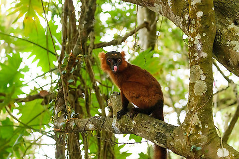 Hybrid crowned x black lemur - licking, Palmarium, Madagascar A 2nd set of images of this vibrant lemur found in Palmarium.
https://www.jungledragon.com/image/87616/red_ruffed_lemur_-_stare_2_palmarium_madagascar.html
https://www.jungledragon.com/image/87615/red_ruffed_lemur_-_perched_2_palmarium_madagascar.html
https://www.jungledragon.com/image/87614/red_ruffed_lemur_-_portrait_palmarium_madagascar.html

Part I:

https://www.jungledragon.com/image/87503/red_ruffed_lemur_-_stare_palmarium_madagascar.html Africa,Madagascar,Madagascar 2019,Palmarium reserve,World