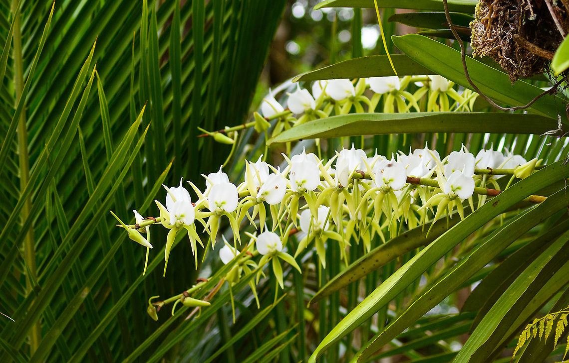 Angraecum eburneum, Palmarium, Madagascar Multiple plants of this species flowering in winter. Sometimes called the Ivory-Colored Angraecum. Africa,Angraecum eburneum,Comet orchid,Geotagged,Madagascar,Madagascar 2019,Palmarium reserve,Winter,World