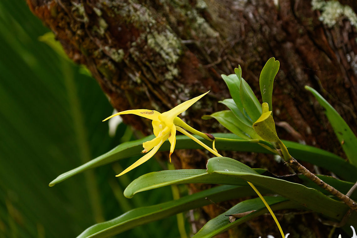 Darwin's orchid, Palmarium, Madagascar Had I known how special this species is, I would have taken more time to capture it properly. It has a cool story attached to it. <br />
<br />
This orchid has an extraordinarily long spur, which seemingly makes nectar almost impossible to reach by any pollinator. Charles Darwin himself tried to replicate the process using man-made tools like needles, and failed. Something longer and thinner would be needed to pollinate this. <br />
<br />
He predicted that a moth had to exist with a 35cm(!) long proboscis, a moth yet to be discovered at the time. He was ridiculed for this prediction, as nothing even remotely similar to such a creature was known. Instead, it was to be a "divine" creation.<br />
<br />
Sadly, Darwin did not live to see his prediction turn true, here's the moth:<br />
<a href="https://cdn.britannica.com/01/150201-050-BCB7094F/Xanthopan-morganii-praedicta-proboscis-star-orchid-Madagascar.jpg" rel="nofollow">https://cdn.britannica.com/01/150201-050-BCB7094F/Xanthopan-morganii-praedicta-proboscis-star-orchid-Madagascar.jpg</a><br />
<br />
And here's a guy waiting at night to see the pollination in action:<br />
<section class="video"><iframe width="448" height="282" src="https://www.youtube-nocookie.com/embed/oJv_jzyzsyo?hd=1&autoplay=0&rel=0" frameborder="0" allowfullscreen></iframe></section> Africa,Angraecum sesquipedale,Geotagged,Madagascar,Madagascar 2019,Palmarium reserve,Winter,World