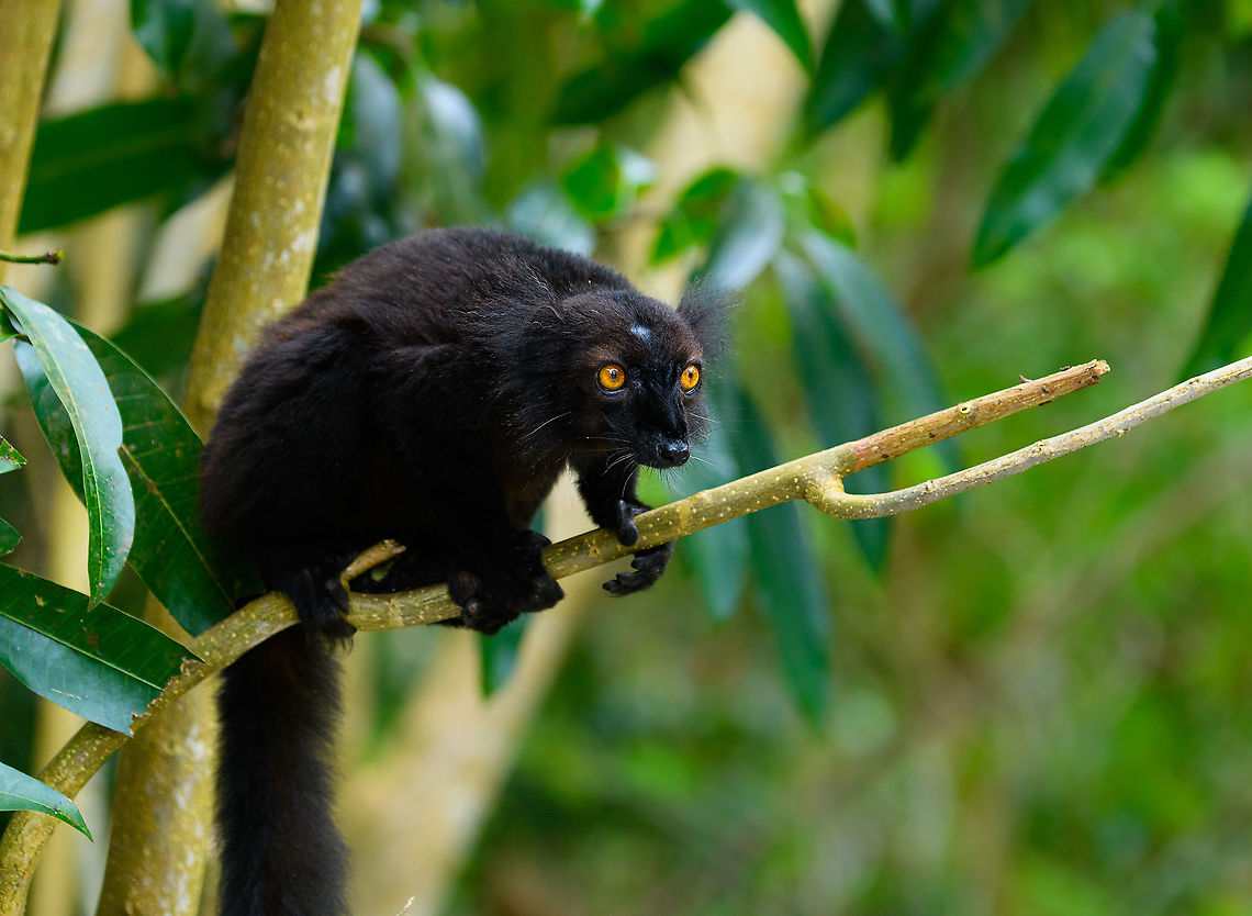 Black Lemur, Palmarium, Madagascar The Black Lemur, in the wild restricted to the far Northwest of Madagascar, here in a private reserve environment. Black Lemur refers to the appearance of the males, which are all black, whilst females look wildly different. Since 2008, the species has been split. Eulemur macaco seen here is identified by their orange eyes and ear tufts, whilst Eulemur flavifrons is also black yet has blue eyes. It is aptly named the "Blue-eyed black lemur" and is the only non-human primate to have blue eyes.<br />
<figure class="photo"><a href="https://www.jungledragon.com/image/87622/black_lemur_-_closeup_palmarium_madagascar.html" title="Black Lemur - closeup, Palmarium, Madagascar"><img src="https://s3.amazonaws.com/media.jungledragon.com/images/2/87622_thumb.jpg?AWSAccessKeyId=05GMT0V3GWVNE7GGM1R2&Expires=1759968010&Signature=9ogxUj0H53VCJor4jgzynoemByo%3D" width="200" height="178" alt="Black Lemur - closeup, Palmarium, Madagascar The Black Lemur, in the wild restricted to the far Northwest of Madagascar, here in a private reserve environment. Black Lemur refers to the appearance of the males, which are all black, whilst females look wildly different. Since 2008, the species has been split. Eulemur macaco seen here is identified by their orange eyes and ear tufts, whilst Eulemur flavifrons is also black yet has blue eyes. It is aptly named the "Blue-eyed black lemur" and is the only non-human primate to have blue eyes.<br />
https://www.jungledragon.com/image/87621/black_lemur_palmarium_madagascar.html<br />
https://www.jungledragon.com/image/87623/black_lemur_-_happy_palmarium_madagascar.html<br />
https://www.jungledragon.com/image/87624/black_lemur_-_closeup_2_palmarium_madagascar.html<br />
Female:<br />
<br />
https://www.jungledragon.com/image/87687/female_black_lemur_-_walking_palmarium_madagascar.html Africa,Black Lemur,Eulemur macaco,Geotagged,Madagascar,Madagascar 2019,Palmarium reserve,Winter,World" /></a></figure><br />
<figure class="photo"><a href="https://www.jungledragon.com/image/87623/black_lemur_-_happy_palmarium_madagascar.html" title="Black Lemur - happy, Palmarium, Madagascar"><img src="https://s3.amazonaws.com/media.jungledragon.com/images/2/87623_thumb.jpg?AWSAccessKeyId=05GMT0V3GWVNE7GGM1R2&Expires=1759968010&Signature=gcuvhBD1CnXFRBxcRYhasNI%2FD4c%3D" width="200" height="184" alt="Black Lemur - happy, Palmarium, Madagascar The Black Lemur, in the wild restricted to the far Northwest of Madagascar, here in a private reserve environment. Black Lemur refers to the appearance of the males, which are all black, whilst females look wildly different. Since 2008, the species has been split. Eulemur macaco seen here is identified by their orange eyes and ear tufts, whilst Eulemur flavifrons is also black yet has blue eyes. It is aptly named the "Blue-eyed black lemur" and is the only non-human primate to have blue eyes.<br />
https://www.jungledragon.com/image/87621/black_lemur_palmarium_madagascar.html<br />
https://www.jungledragon.com/image/87622/black_lemur_-_closeup_palmarium_madagascar.html<br />
https://www.jungledragon.com/image/87624/black_lemur_-_closeup_2_palmarium_madagascar.html<br />
Female:<br />
<br />
https://www.jungledragon.com/image/87687/female_black_lemur_-_walking_palmarium_madagascar.html Africa,Black Lemur,Eulemur macaco,Geotagged,Madagascar,Madagascar 2019,Palmarium reserve,Winter,World" /></a></figure><br />
<figure class="photo"><a href="https://www.jungledragon.com/image/87624/black_lemur_-_closeup_2_palmarium_madagascar.html" title="Black Lemur - closeup 2, Palmarium, Madagascar"><img src="https://s3.amazonaws.com/media.jungledragon.com/images/2/87624_thumb.jpg?AWSAccessKeyId=05GMT0V3GWVNE7GGM1R2&Expires=1759968010&Signature=0S0oX2yRzH7cKSvU96K%2FgBvVmdA%3D" width="200" height="134" alt="Black Lemur - closeup 2, Palmarium, Madagascar The Black Lemur, in the wild restricted to the far Northwest of Madagascar, here in a private reserve environment. Black Lemur refers to the appearance of the males, which are all black, whilst females look wildly different. Since 2008, the species has been split. Eulemur macaco seen here is identified by their orange eyes and ear tufts, whilst Eulemur flavifrons is also black yet has blue eyes. It is aptly named the "Blue-eyed black lemur" and is the only non-human primate to have blue eyes.<br />
https://www.jungledragon.com/image/87621/black_lemur_palmarium_madagascar.html<br />
https://www.jungledragon.com/image/87622/black_lemur_-_closeup_palmarium_madagascar.html<br />
https://www.jungledragon.com/image/87623/black_lemur_-_happy_palmarium_madagascar.html<br />
Female:<br />
<br />
https://www.jungledragon.com/image/87687/female_black_lemur_-_walking_palmarium_madagascar.html Africa,Black Lemur,Eulemur macaco,Geotagged,Madagascar,Madagascar 2019,Palmarium reserve,Winter,World" /></a></figure><br />
Female:<br />
<br />
<figure class="photo"><a href="https://www.jungledragon.com/image/87687/female_black_lemur_-_walking_palmarium_madagascar.html" title="Female Black Lemur - walking, Palmarium, Madagascar"><img src="https://s3.amazonaws.com/media.jungledragon.com/images/2/87687_thumb.jpg?AWSAccessKeyId=05GMT0V3GWVNE7GGM1R2&Expires=1759968010&Signature=iMhPLNQyNtOzpCB6JLqwOTHT%2Bx4%3D" width="200" height="198" alt="Female Black Lemur - walking, Palmarium, Madagascar The female of the Black Lemur, with her stunning deep rufous coat and white mega tufts. Beautiful and she knows it.<br />
https://www.jungledragon.com/image/87686/female_black_lemur_-_portrait_palmarium_madagascar.html<br />
https://www.jungledragon.com/image/87688/female_black_lemur_-_looking_up_palmarium_madagascar.html<br />
https://www.jungledragon.com/image/87689/female_black_lemur_-_stare_palmarium_madagascar.html<br />
<br />
The male:<br />
<br />
https://www.jungledragon.com/image/87622/black_lemur_-_closeup_palmarium_madagascar.html Africa,Black Lemur,Eulemur macaco,Geotagged,Madagascar,Madagascar 2019,Palmarium reserve,Winter,World" /></a></figure> Africa,Black Lemur,Eulemur macaco,Geotagged,Madagascar,Madagascar 2019,Palmarium reserve,Winter,World