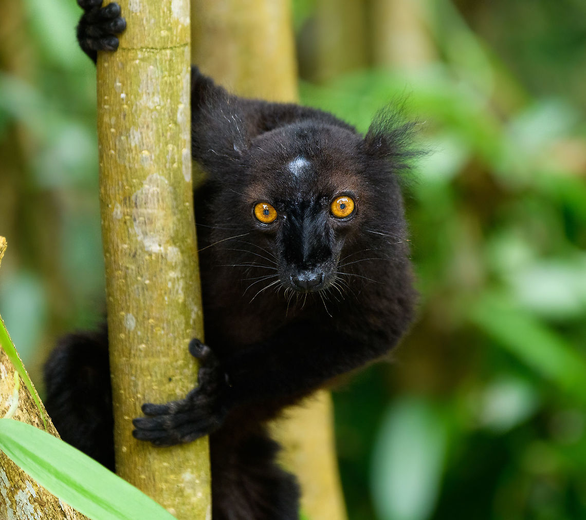 Black Lemur - closeup, Palmarium, Madagascar The Black Lemur, in the wild restricted to the far Northwest of Madagascar, here in a private reserve environment. Black Lemur refers to the appearance of the males, which are all black, whilst females look wildly different. Since 2008, the species has been split. Eulemur macaco seen here is identified by their orange eyes and ear tufts, whilst Eulemur flavifrons is also black yet has blue eyes. It is aptly named the &quot;Blue-eyed black lemur&quot; and is the only non-human primate to have blue eyes.<br />
<figure class="photo"><a href="https://www.jungledragon.com/image/87621/black_lemur_palmarium_madagascar.html" title="Black Lemur, Palmarium, Madagascar"><img src="https://s3.amazonaws.com/media.jungledragon.com/images/2/87621_thumb.jpg?AWSAccessKeyId=05GMT0V3GWVNE7GGM1R2&Expires=1759968010&Signature=PqvOAD6rTqZ64A8d%2FKMUHPWezO4%3D" width="200" height="148" alt="Black Lemur, Palmarium, Madagascar The Black Lemur, in the wild restricted to the far Northwest of Madagascar, here in a private reserve environment. Black Lemur refers to the appearance of the males, which are all black, whilst females look wildly different. Since 2008, the species has been split. Eulemur macaco seen here is identified by their orange eyes and ear tufts, whilst Eulemur flavifrons is also black yet has blue eyes. It is aptly named the &quot;Blue-eyed black lemur&quot; and is the only non-human primate to have blue eyes.<br />
https://www.jungledragon.com/image/87622/black_lemur_-_closeup_palmarium_madagascar.html<br />
https://www.jungledragon.com/image/87623/black_lemur_-_happy_palmarium_madagascar.html<br />
https://www.jungledragon.com/image/87624/black_lemur_-_closeup_2_palmarium_madagascar.html<br />
Female:<br />
<br />
https://www.jungledragon.com/image/87687/female_black_lemur_-_walking_palmarium_madagascar.html Africa,Black Lemur,Eulemur macaco,Geotagged,Madagascar,Madagascar 2019,Palmarium reserve,Winter,World" /></a></figure><br />
<figure class="photo"><a href="https://www.jungledragon.com/image/87623/black_lemur_-_happy_palmarium_madagascar.html" title="Black Lemur - happy, Palmarium, Madagascar"><img src="https://s3.amazonaws.com/media.jungledragon.com/images/2/87623_thumb.jpg?AWSAccessKeyId=05GMT0V3GWVNE7GGM1R2&Expires=1759968010&Signature=gcuvhBD1CnXFRBxcRYhasNI%2FD4c%3D" width="200" height="184" alt="Black Lemur - happy, Palmarium, Madagascar The Black Lemur, in the wild restricted to the far Northwest of Madagascar, here in a private reserve environment. Black Lemur refers to the appearance of the males, which are all black, whilst females look wildly different. Since 2008, the species has been split. Eulemur macaco seen here is identified by their orange eyes and ear tufts, whilst Eulemur flavifrons is also black yet has blue eyes. It is aptly named the &quot;Blue-eyed black lemur&quot; and is the only non-human primate to have blue eyes.<br />
https://www.jungledragon.com/image/87621/black_lemur_palmarium_madagascar.html<br />
https://www.jungledragon.com/image/87622/black_lemur_-_closeup_palmarium_madagascar.html<br />
https://www.jungledragon.com/image/87624/black_lemur_-_closeup_2_palmarium_madagascar.html<br />
Female:<br />
<br />
https://www.jungledragon.com/image/87687/female_black_lemur_-_walking_palmarium_madagascar.html Africa,Black Lemur,Eulemur macaco,Geotagged,Madagascar,Madagascar 2019,Palmarium reserve,Winter,World" /></a></figure><br />
<figure class="photo"><a href="https://www.jungledragon.com/image/87624/black_lemur_-_closeup_2_palmarium_madagascar.html" title="Black Lemur - closeup 2, Palmarium, Madagascar"><img src="https://s3.amazonaws.com/media.jungledragon.com/images/2/87624_thumb.jpg?AWSAccessKeyId=05GMT0V3GWVNE7GGM1R2&Expires=1759968010&Signature=0S0oX2yRzH7cKSvU96K%2FgBvVmdA%3D" width="200" height="134" alt="Black Lemur - closeup 2, Palmarium, Madagascar The Black Lemur, in the wild restricted to the far Northwest of Madagascar, here in a private reserve environment. Black Lemur refers to the appearance of the males, which are all black, whilst females look wildly different. Since 2008, the species has been split. Eulemur macaco seen here is identified by their orange eyes and ear tufts, whilst Eulemur flavifrons is also black yet has blue eyes. It is aptly named the &quot;Blue-eyed black lemur&quot; and is the only non-human primate to have blue eyes.<br />
https://www.jungledragon.com/image/87621/black_lemur_palmarium_madagascar.html<br />
https://www.jungledragon.com/image/87622/black_lemur_-_closeup_palmarium_madagascar.html<br />
https://www.jungledragon.com/image/87623/black_lemur_-_happy_palmarium_madagascar.html<br />
Female:<br />
<br />
https://www.jungledragon.com/image/87687/female_black_lemur_-_walking_palmarium_madagascar.html Africa,Black Lemur,Eulemur macaco,Geotagged,Madagascar,Madagascar 2019,Palmarium reserve,Winter,World" /></a></figure><br />
Female:<br />
<br />
<figure class="photo"><a href="https://www.jungledragon.com/image/87687/female_black_lemur_-_walking_palmarium_madagascar.html" title="Female Black Lemur - walking, Palmarium, Madagascar"><img src="https://s3.amazonaws.com/media.jungledragon.com/images/2/87687_thumb.jpg?AWSAccessKeyId=05GMT0V3GWVNE7GGM1R2&Expires=1759968010&Signature=iMhPLNQyNtOzpCB6JLqwOTHT%2Bx4%3D" width="200" height="198" alt="Female Black Lemur - walking, Palmarium, Madagascar The female of the Black Lemur, with her stunning deep rufous coat and white mega tufts. Beautiful and she knows it.<br />
https://www.jungledragon.com/image/87686/female_black_lemur_-_portrait_palmarium_madagascar.html<br />
https://www.jungledragon.com/image/87688/female_black_lemur_-_looking_up_palmarium_madagascar.html<br />
https://www.jungledragon.com/image/87689/female_black_lemur_-_stare_palmarium_madagascar.html<br />
<br />
The male:<br />
<br />
https://www.jungledragon.com/image/87622/black_lemur_-_closeup_palmarium_madagascar.html Africa,Black Lemur,Eulemur macaco,Geotagged,Madagascar,Madagascar 2019,Palmarium reserve,Winter,World" /></a></figure> Africa,Black Lemur,Eulemur macaco,Geotagged,Madagascar,Madagascar 2019,Palmarium reserve,Winter,World