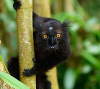 Black Lemur - closeup, Palmarium, Madagascar The Black Lemur, in the wild restricted to the far Northwest of Madagascar, here in a private reserve environment. Black Lemur refers to the appearance of the males, which are all black, whilst females look wildly different. Since 2008, the species has been split. Eulemur macaco seen here is identified by their orange eyes and ear tufts, whilst Eulemur flavifrons is also black yet has blue eyes. It is aptly named the "Blue-eyed black lemur" and is the only non-human primate to have blue eyes.<br />
https://www.jungledragon.com/image/87621/black_lemur_palmarium_madagascar.html<br />
https://www.jungledragon.com/image/87623/black_lemur_-_happy_palmarium_madagascar.html<br />
https://www.jungledragon.com/image/87624/black_lemur_-_closeup_2_palmarium_madagascar.html<br />
Female:<br />
<br />
https://www.jungledragon.com/image/87687/female_black_lemur_-_walking_palmarium_madagascar.html Africa,Black Lemur,Eulemur macaco,Geotagged,Madagascar,Madagascar 2019,Palmarium reserve,Winter,World