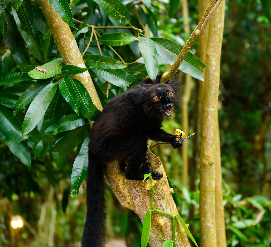 Black Lemur - happy, Palmarium, Madagascar The Black Lemur, in the wild restricted to the far Northwest of Madagascar, here in a private reserve environment. Black Lemur refers to the appearance of the males, which are all black, whilst females look wildly different. Since 2008, the species has been split. Eulemur macaco seen here is identified by their orange eyes and ear tufts, whilst Eulemur flavifrons is also black yet has blue eyes. It is aptly named the "Blue-eyed black lemur" and is the only non-human primate to have blue eyes.<br />
<figure class="photo"><a href="https://www.jungledragon.com/image/87621/black_lemur_palmarium_madagascar.html" title="Black Lemur, Palmarium, Madagascar"><img src="https://s3.amazonaws.com/media.jungledragon.com/images/2/87621_thumb.jpg?AWSAccessKeyId=05GMT0V3GWVNE7GGM1R2&Expires=1770854410&Signature=vvoG8RZuvlSwMuBw6eOH9P73r3s%3D" width="200" height="148" alt="Black Lemur, Palmarium, Madagascar The Black Lemur, in the wild restricted to the far Northwest of Madagascar, here in a private reserve environment. Black Lemur refers to the appearance of the males, which are all black, whilst females look wildly different. Since 2008, the species has been split. Eulemur macaco seen here is identified by their orange eyes and ear tufts, whilst Eulemur flavifrons is also black yet has blue eyes. It is aptly named the "Blue-eyed black lemur" and is the only non-human primate to have blue eyes.<br />
https://www.jungledragon.com/image/87622/black_lemur_-_closeup_palmarium_madagascar.html<br />
https://www.jungledragon.com/image/87623/black_lemur_-_happy_palmarium_madagascar.html<br />
https://www.jungledragon.com/image/87624/black_lemur_-_closeup_2_palmarium_madagascar.html<br />
Female:<br />
<br />
https://www.jungledragon.com/image/87687/female_black_lemur_-_walking_palmarium_madagascar.html Africa,Black Lemur,Eulemur macaco,Geotagged,Madagascar,Madagascar 2019,Palmarium reserve,Winter,World" /></a></figure><br />
<figure class="photo"><a href="https://www.jungledragon.com/image/87622/black_lemur_-_closeup_palmarium_madagascar.html" title="Black Lemur - closeup, Palmarium, Madagascar"><img src="https://s3.amazonaws.com/media.jungledragon.com/images/2/87622_thumb.jpg?AWSAccessKeyId=05GMT0V3GWVNE7GGM1R2&Expires=1770854410&Signature=3YaeqqWeaoKFXJLJnPJTk7B5LlM%3D" width="200" height="178" alt="Black Lemur - closeup, Palmarium, Madagascar The Black Lemur, in the wild restricted to the far Northwest of Madagascar, here in a private reserve environment. Black Lemur refers to the appearance of the males, which are all black, whilst females look wildly different. Since 2008, the species has been split. Eulemur macaco seen here is identified by their orange eyes and ear tufts, whilst Eulemur flavifrons is also black yet has blue eyes. It is aptly named the "Blue-eyed black lemur" and is the only non-human primate to have blue eyes.<br />
https://www.jungledragon.com/image/87621/black_lemur_palmarium_madagascar.html<br />
https://www.jungledragon.com/image/87623/black_lemur_-_happy_palmarium_madagascar.html<br />
https://www.jungledragon.com/image/87624/black_lemur_-_closeup_2_palmarium_madagascar.html<br />
Female:<br />
<br />
https://www.jungledragon.com/image/87687/female_black_lemur_-_walking_palmarium_madagascar.html Africa,Black Lemur,Eulemur macaco,Geotagged,Madagascar,Madagascar 2019,Palmarium reserve,Winter,World" /></a></figure><br />
<figure class="photo"><a href="https://www.jungledragon.com/image/87624/black_lemur_-_closeup_2_palmarium_madagascar.html" title="Black Lemur - closeup 2, Palmarium, Madagascar"><img src="https://s3.amazonaws.com/media.jungledragon.com/images/2/87624_thumb.jpg?AWSAccessKeyId=05GMT0V3GWVNE7GGM1R2&Expires=1770854410&Signature=VyW2JaozDvX6NOAE%2BnSMI3tXaaw%3D" width="200" height="134" alt="Black Lemur - closeup 2, Palmarium, Madagascar The Black Lemur, in the wild restricted to the far Northwest of Madagascar, here in a private reserve environment. Black Lemur refers to the appearance of the males, which are all black, whilst females look wildly different. Since 2008, the species has been split. Eulemur macaco seen here is identified by their orange eyes and ear tufts, whilst Eulemur flavifrons is also black yet has blue eyes. It is aptly named the "Blue-eyed black lemur" and is the only non-human primate to have blue eyes.<br />
https://www.jungledragon.com/image/87621/black_lemur_palmarium_madagascar.html<br />
https://www.jungledragon.com/image/87622/black_lemur_-_closeup_palmarium_madagascar.html<br />
https://www.jungledragon.com/image/87623/black_lemur_-_happy_palmarium_madagascar.html<br />
Female:<br />
<br />
https://www.jungledragon.com/image/87687/female_black_lemur_-_walking_palmarium_madagascar.html Africa,Black Lemur,Eulemur macaco,Geotagged,Madagascar,Madagascar 2019,Palmarium reserve,Winter,World" /></a></figure><br />
Female:<br />
<br />
<figure class="photo"><a href="https://www.jungledragon.com/image/87687/female_black_lemur_-_walking_palmarium_madagascar.html" title="Female Black Lemur - walking, Palmarium, Madagascar"><img src="https://s3.amazonaws.com/media.jungledragon.com/images/2/87687_thumb.jpg?AWSAccessKeyId=05GMT0V3GWVNE7GGM1R2&Expires=1770854410&Signature=c4X4hkPJtO%2BDJpFMeEckfnb4FiQ%3D" width="200" height="198" alt="Female Black Lemur - walking, Palmarium, Madagascar The female of the Black Lemur, with her stunning deep rufous coat and white mega tufts. Beautiful and she knows it.<br />
https://www.jungledragon.com/image/87686/female_black_lemur_-_portrait_palmarium_madagascar.html<br />
https://www.jungledragon.com/image/87688/female_black_lemur_-_looking_up_palmarium_madagascar.html<br />
https://www.jungledragon.com/image/87689/female_black_lemur_-_stare_palmarium_madagascar.html<br />
<br />
The male:<br />
<br />
https://www.jungledragon.com/image/87622/black_lemur_-_closeup_palmarium_madagascar.html Africa,Black Lemur,Eulemur macaco,Geotagged,Madagascar,Madagascar 2019,Palmarium reserve,Winter,World" /></a></figure> Africa,Black Lemur,Eulemur macaco,Geotagged,Madagascar,Madagascar 2019,Palmarium reserve,Winter,World
