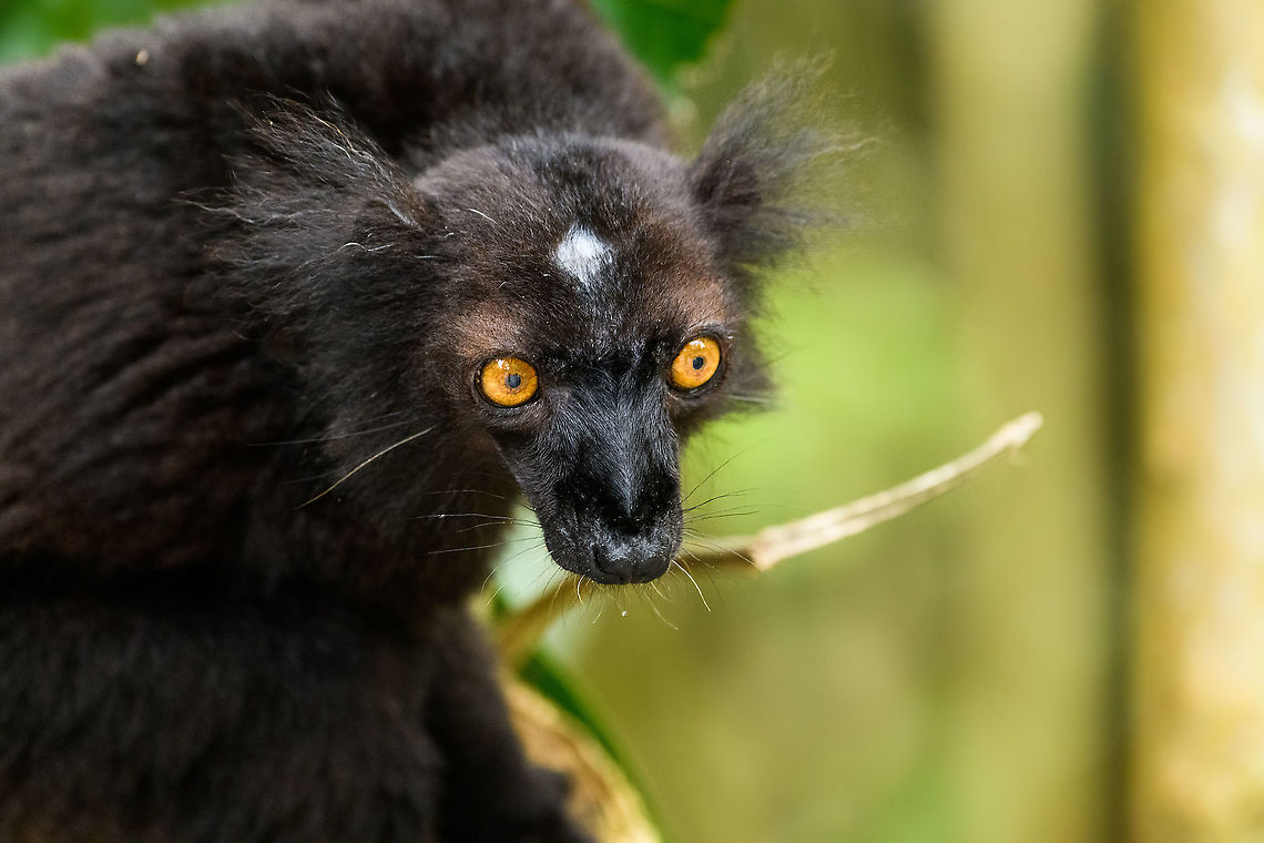 Black Lemur - closeup 2, Palmarium, Madagascar The Black Lemur, in the wild restricted to the far Northwest of Madagascar, here in a private reserve environment. Black Lemur refers to the appearance of the males, which are all black, whilst females look wildly different. Since 2008, the species has been split. Eulemur macaco seen here is identified by their orange eyes and ear tufts, whilst Eulemur flavifrons is also black yet has blue eyes. It is aptly named the &quot;Blue-eyed black lemur&quot; and is the only non-human primate to have blue eyes.<br />
<figure class="photo"><a href="https://www.jungledragon.com/image/87621/black_lemur_palmarium_madagascar.html" title="Black Lemur, Palmarium, Madagascar"><img src="https://s3.amazonaws.com/media.jungledragon.com/images/2/87621_thumb.jpg?AWSAccessKeyId=05GMT0V3GWVNE7GGM1R2&Expires=1767225610&Signature=Ze8Mcwl5EqrRslcL0a9SqHZ6ZME%3D" width="200" height="148" alt="Black Lemur, Palmarium, Madagascar The Black Lemur, in the wild restricted to the far Northwest of Madagascar, here in a private reserve environment. Black Lemur refers to the appearance of the males, which are all black, whilst females look wildly different. Since 2008, the species has been split. Eulemur macaco seen here is identified by their orange eyes and ear tufts, whilst Eulemur flavifrons is also black yet has blue eyes. It is aptly named the &quot;Blue-eyed black lemur&quot; and is the only non-human primate to have blue eyes.<br />
https://www.jungledragon.com/image/87622/black_lemur_-_closeup_palmarium_madagascar.html<br />
https://www.jungledragon.com/image/87623/black_lemur_-_happy_palmarium_madagascar.html<br />
https://www.jungledragon.com/image/87624/black_lemur_-_closeup_2_palmarium_madagascar.html<br />
Female:<br />
<br />
https://www.jungledragon.com/image/87687/female_black_lemur_-_walking_palmarium_madagascar.html Africa,Black Lemur,Eulemur macaco,Geotagged,Madagascar,Madagascar 2019,Palmarium reserve,Winter,World" /></a></figure><br />
<figure class="photo"><a href="https://www.jungledragon.com/image/87622/black_lemur_-_closeup_palmarium_madagascar.html" title="Black Lemur - closeup, Palmarium, Madagascar"><img src="https://s3.amazonaws.com/media.jungledragon.com/images/2/87622_thumb.jpg?AWSAccessKeyId=05GMT0V3GWVNE7GGM1R2&Expires=1767225610&Signature=1xWzIiim%2BuUcqmhrsBlY2tVL9Lk%3D" width="200" height="178" alt="Black Lemur - closeup, Palmarium, Madagascar The Black Lemur, in the wild restricted to the far Northwest of Madagascar, here in a private reserve environment. Black Lemur refers to the appearance of the males, which are all black, whilst females look wildly different. Since 2008, the species has been split. Eulemur macaco seen here is identified by their orange eyes and ear tufts, whilst Eulemur flavifrons is also black yet has blue eyes. It is aptly named the &quot;Blue-eyed black lemur&quot; and is the only non-human primate to have blue eyes.<br />
https://www.jungledragon.com/image/87621/black_lemur_palmarium_madagascar.html<br />
https://www.jungledragon.com/image/87623/black_lemur_-_happy_palmarium_madagascar.html<br />
https://www.jungledragon.com/image/87624/black_lemur_-_closeup_2_palmarium_madagascar.html<br />
Female:<br />
<br />
https://www.jungledragon.com/image/87687/female_black_lemur_-_walking_palmarium_madagascar.html Africa,Black Lemur,Eulemur macaco,Geotagged,Madagascar,Madagascar 2019,Palmarium reserve,Winter,World" /></a></figure><br />
<figure class="photo"><a href="https://www.jungledragon.com/image/87623/black_lemur_-_happy_palmarium_madagascar.html" title="Black Lemur - happy, Palmarium, Madagascar"><img src="https://s3.amazonaws.com/media.jungledragon.com/images/2/87623_thumb.jpg?AWSAccessKeyId=05GMT0V3GWVNE7GGM1R2&Expires=1767225610&Signature=JT%2Fsww2N2LbkoGzN2v0eA0cqxpg%3D" width="200" height="184" alt="Black Lemur - happy, Palmarium, Madagascar The Black Lemur, in the wild restricted to the far Northwest of Madagascar, here in a private reserve environment. Black Lemur refers to the appearance of the males, which are all black, whilst females look wildly different. Since 2008, the species has been split. Eulemur macaco seen here is identified by their orange eyes and ear tufts, whilst Eulemur flavifrons is also black yet has blue eyes. It is aptly named the &quot;Blue-eyed black lemur&quot; and is the only non-human primate to have blue eyes.<br />
https://www.jungledragon.com/image/87621/black_lemur_palmarium_madagascar.html<br />
https://www.jungledragon.com/image/87622/black_lemur_-_closeup_palmarium_madagascar.html<br />
https://www.jungledragon.com/image/87624/black_lemur_-_closeup_2_palmarium_madagascar.html<br />
Female:<br />
<br />
https://www.jungledragon.com/image/87687/female_black_lemur_-_walking_palmarium_madagascar.html Africa,Black Lemur,Eulemur macaco,Geotagged,Madagascar,Madagascar 2019,Palmarium reserve,Winter,World" /></a></figure><br />
Female:<br />
<br />
<figure class="photo"><a href="https://www.jungledragon.com/image/87687/female_black_lemur_-_walking_palmarium_madagascar.html" title="Female Black Lemur - walking, Palmarium, Madagascar"><img src="https://s3.amazonaws.com/media.jungledragon.com/images/2/87687_thumb.jpg?AWSAccessKeyId=05GMT0V3GWVNE7GGM1R2&Expires=1767225610&Signature=v%2FjEoRtj8Gf%2Fzj4Tr1KoRl3A%2FyU%3D" width="200" height="198" alt="Female Black Lemur - walking, Palmarium, Madagascar The female of the Black Lemur, with her stunning deep rufous coat and white mega tufts. Beautiful and she knows it.<br />
https://www.jungledragon.com/image/87686/female_black_lemur_-_portrait_palmarium_madagascar.html<br />
https://www.jungledragon.com/image/87688/female_black_lemur_-_looking_up_palmarium_madagascar.html<br />
https://www.jungledragon.com/image/87689/female_black_lemur_-_stare_palmarium_madagascar.html<br />
<br />
The male:<br />
<br />
https://www.jungledragon.com/image/87622/black_lemur_-_closeup_palmarium_madagascar.html Africa,Black Lemur,Eulemur macaco,Geotagged,Madagascar,Madagascar 2019,Palmarium reserve,Winter,World" /></a></figure> Africa,Black Lemur,Eulemur macaco,Geotagged,Madagascar,Madagascar 2019,Palmarium reserve,Winter,World