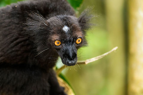 Black Lemur - closeup 2, Palmarium, Madagascar The Black Lemur, in the wild restricted to the far Northwest of Madagascar, here in a private reserve environment. Black Lemur refers to the appearance of the males, which are all black, whilst females look wildly different. Since 2008, the species has been split. Eulemur macaco seen here is identified by their orange eyes and ear tufts, whilst Eulemur flavifrons is also black yet has blue eyes. It is aptly named the "Blue-eyed black lemur" and is the only non-human primate to have blue eyes.
https://www.jungledragon.com/image/87621/black_lemur_palmarium_madagascar.html
https://www.jungledragon.com/image/87622/black_lemur_-_closeup_palmarium_madagascar.html
https://www.jungledragon.com/image/87623/black_lemur_-_happy_palmarium_madagascar.html
Female:

https://www.jungledragon.com/image/87687/female_black_lemur_-_walking_palmarium_madagascar.html Africa,Black Lemur,Eulemur macaco,Geotagged,Madagascar,Madagascar 2019,Palmarium reserve,Winter,World