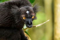 Black Lemur - closeup 2, Palmarium, Madagascar The Black Lemur, in the wild restricted to the far Northwest of Madagascar, here in a private reserve environment. Black Lemur refers to the appearance of the males, which are all black, whilst females look wildly different. Since 2008, the species has been split. Eulemur macaco seen here is identified by their orange eyes and ear tufts, whilst Eulemur flavifrons is also black yet has blue eyes. It is aptly named the "Blue-eyed black lemur" and is the only non-human primate to have blue eyes.<br />
https://www.jungledragon.com/image/87621/black_lemur_palmarium_madagascar.html<br />
https://www.jungledragon.com/image/87622/black_lemur_-_closeup_palmarium_madagascar.html<br />
https://www.jungledragon.com/image/87623/black_lemur_-_happy_palmarium_madagascar.html<br />
Female:<br />
<br />
https://www.jungledragon.com/image/87687/female_black_lemur_-_walking_palmarium_madagascar.html Africa,Black Lemur,Eulemur macaco,Geotagged,Madagascar,Madagascar 2019,Palmarium reserve,Winter,World