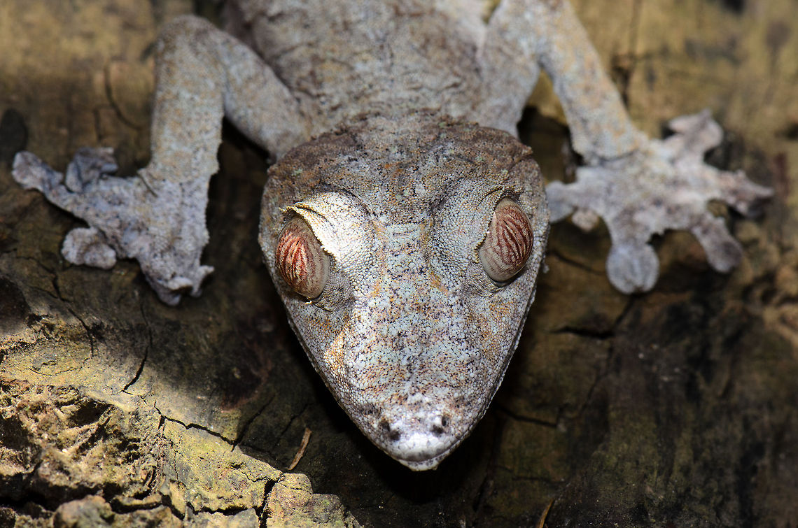 Giant Leaf-tailed Gecko  Madagascar,Pyreras Reserve,Uroplatus fimbriatus