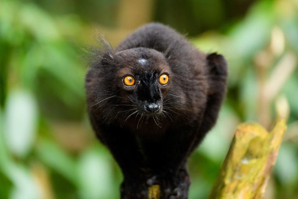 Black Lemur - perched, Palmarium, Madagascar A few more images of a male Black Lemur found at Palmarium.<br />
<figure class="photo"><a href="https://www.jungledragon.com/image/87684/black_lemur_-_closeup_3_palmarium_madagascar.html" title="Black Lemur - closeup 3, Palmarium, Madagascar"><img src="https://s3.amazonaws.com/media.jungledragon.com/images/2/87684_thumb.jpg?AWSAccessKeyId=05GMT0V3GWVNE7GGM1R2&Expires=1759968010&Signature=LyzJIrrni82sQBJsb5K%2BFCU0INs%3D" width="146" height="152" alt="Black Lemur - closeup 3, Palmarium, Madagascar A few more images of a male Black Lemur found at Palmarium.<br />
https://www.jungledragon.com/image/87683/black_lemur_-_perched_palmarium_madagascar.html<br />
Part I:<br />
<br />
https://www.jungledragon.com/image/87621/black_lemur_palmarium_madagascar.html<br />
Female:<br />
<br />
https://www.jungledragon.com/image/87687/female_black_lemur_-_walking_palmarium_madagascar.html Africa,Black Lemur,Eulemur macaco,Geotagged,Madagascar,Madagascar 2019,Palmarium reserve,Winter,World" /></a></figure><br />
Part I:<br />
<br />
<figure class="photo"><a href="https://www.jungledragon.com/image/87621/black_lemur_palmarium_madagascar.html" title="Black Lemur, Palmarium, Madagascar"><img src="https://s3.amazonaws.com/media.jungledragon.com/images/2/87621_thumb.jpg?AWSAccessKeyId=05GMT0V3GWVNE7GGM1R2&Expires=1759968010&Signature=PqvOAD6rTqZ64A8d%2FKMUHPWezO4%3D" width="200" height="148" alt="Black Lemur, Palmarium, Madagascar The Black Lemur, in the wild restricted to the far Northwest of Madagascar, here in a private reserve environment. Black Lemur refers to the appearance of the males, which are all black, whilst females look wildly different. Since 2008, the species has been split. Eulemur macaco seen here is identified by their orange eyes and ear tufts, whilst Eulemur flavifrons is also black yet has blue eyes. It is aptly named the &quot;Blue-eyed black lemur&quot; and is the only non-human primate to have blue eyes.<br />
https://www.jungledragon.com/image/87622/black_lemur_-_closeup_palmarium_madagascar.html<br />
https://www.jungledragon.com/image/87623/black_lemur_-_happy_palmarium_madagascar.html<br />
https://www.jungledragon.com/image/87624/black_lemur_-_closeup_2_palmarium_madagascar.html<br />
Female:<br />
<br />
https://www.jungledragon.com/image/87687/female_black_lemur_-_walking_palmarium_madagascar.html Africa,Black Lemur,Eulemur macaco,Geotagged,Madagascar,Madagascar 2019,Palmarium reserve,Winter,World" /></a></figure><br />
Female:<br />
<br />
<figure class="photo"><a href="https://www.jungledragon.com/image/87687/female_black_lemur_-_walking_palmarium_madagascar.html" title="Female Black Lemur - walking, Palmarium, Madagascar"><img src="https://s3.amazonaws.com/media.jungledragon.com/images/2/87687_thumb.jpg?AWSAccessKeyId=05GMT0V3GWVNE7GGM1R2&Expires=1759968010&Signature=iMhPLNQyNtOzpCB6JLqwOTHT%2Bx4%3D" width="200" height="198" alt="Female Black Lemur - walking, Palmarium, Madagascar The female of the Black Lemur, with her stunning deep rufous coat and white mega tufts. Beautiful and she knows it.<br />
https://www.jungledragon.com/image/87686/female_black_lemur_-_portrait_palmarium_madagascar.html<br />
https://www.jungledragon.com/image/87688/female_black_lemur_-_looking_up_palmarium_madagascar.html<br />
https://www.jungledragon.com/image/87689/female_black_lemur_-_stare_palmarium_madagascar.html<br />
<br />
The male:<br />
<br />
https://www.jungledragon.com/image/87622/black_lemur_-_closeup_palmarium_madagascar.html Africa,Black Lemur,Eulemur macaco,Geotagged,Madagascar,Madagascar 2019,Palmarium reserve,Winter,World" /></a></figure> Africa,Black Lemur,Eulemur macaco,Geotagged,Madagascar,Madagascar 2019,Palmarium reserve,Winter,World