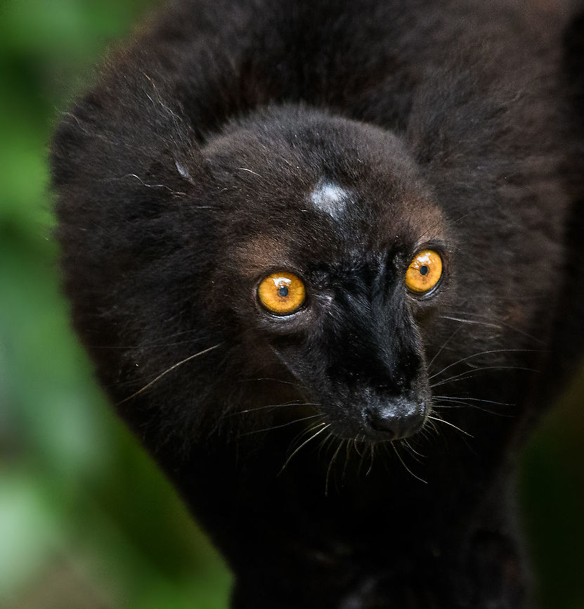 Black Lemur - closeup 3, Palmarium, Madagascar A few more images of a male Black Lemur found at Palmarium.<br />
<figure class="photo"><a href="https://www.jungledragon.com/image/87683/black_lemur_-_perched_palmarium_madagascar.html" title="Black Lemur - perched, Palmarium, Madagascar"><img src="https://s3.amazonaws.com/media.jungledragon.com/images/2/87683_thumb.jpg?AWSAccessKeyId=05GMT0V3GWVNE7GGM1R2&Expires=1770854410&Signature=PypBcDRbObRSV6mIBi4zS7bEeR8%3D" width="200" height="134" alt="Black Lemur - perched, Palmarium, Madagascar A few more images of a male Black Lemur found at Palmarium.<br />
https://www.jungledragon.com/image/87684/black_lemur_-_closeup_3_palmarium_madagascar.html<br />
Part I:<br />
<br />
https://www.jungledragon.com/image/87621/black_lemur_palmarium_madagascar.html<br />
Female:<br />
<br />
https://www.jungledragon.com/image/87687/female_black_lemur_-_walking_palmarium_madagascar.html Africa,Black Lemur,Eulemur macaco,Geotagged,Madagascar,Madagascar 2019,Palmarium reserve,Winter,World" /></a></figure><br />
Part I:<br />
<br />
<figure class="photo"><a href="https://www.jungledragon.com/image/87621/black_lemur_palmarium_madagascar.html" title="Black Lemur, Palmarium, Madagascar"><img src="https://s3.amazonaws.com/media.jungledragon.com/images/2/87621_thumb.jpg?AWSAccessKeyId=05GMT0V3GWVNE7GGM1R2&Expires=1770854410&Signature=vvoG8RZuvlSwMuBw6eOH9P73r3s%3D" width="200" height="148" alt="Black Lemur, Palmarium, Madagascar The Black Lemur, in the wild restricted to the far Northwest of Madagascar, here in a private reserve environment. Black Lemur refers to the appearance of the males, which are all black, whilst females look wildly different. Since 2008, the species has been split. Eulemur macaco seen here is identified by their orange eyes and ear tufts, whilst Eulemur flavifrons is also black yet has blue eyes. It is aptly named the "Blue-eyed black lemur" and is the only non-human primate to have blue eyes.<br />
https://www.jungledragon.com/image/87622/black_lemur_-_closeup_palmarium_madagascar.html<br />
https://www.jungledragon.com/image/87623/black_lemur_-_happy_palmarium_madagascar.html<br />
https://www.jungledragon.com/image/87624/black_lemur_-_closeup_2_palmarium_madagascar.html<br />
Female:<br />
<br />
https://www.jungledragon.com/image/87687/female_black_lemur_-_walking_palmarium_madagascar.html Africa,Black Lemur,Eulemur macaco,Geotagged,Madagascar,Madagascar 2019,Palmarium reserve,Winter,World" /></a></figure><br />
Female:<br />
<br />
<figure class="photo"><a href="https://www.jungledragon.com/image/87687/female_black_lemur_-_walking_palmarium_madagascar.html" title="Female Black Lemur - walking, Palmarium, Madagascar"><img src="https://s3.amazonaws.com/media.jungledragon.com/images/2/87687_thumb.jpg?AWSAccessKeyId=05GMT0V3GWVNE7GGM1R2&Expires=1770854410&Signature=c4X4hkPJtO%2BDJpFMeEckfnb4FiQ%3D" width="200" height="198" alt="Female Black Lemur - walking, Palmarium, Madagascar The female of the Black Lemur, with her stunning deep rufous coat and white mega tufts. Beautiful and she knows it.<br />
https://www.jungledragon.com/image/87686/female_black_lemur_-_portrait_palmarium_madagascar.html<br />
https://www.jungledragon.com/image/87688/female_black_lemur_-_looking_up_palmarium_madagascar.html<br />
https://www.jungledragon.com/image/87689/female_black_lemur_-_stare_palmarium_madagascar.html<br />
<br />
The male:<br />
<br />
https://www.jungledragon.com/image/87622/black_lemur_-_closeup_palmarium_madagascar.html Africa,Black Lemur,Eulemur macaco,Geotagged,Madagascar,Madagascar 2019,Palmarium reserve,Winter,World" /></a></figure> Africa,Black Lemur,Eulemur macaco,Geotagged,Madagascar,Madagascar 2019,Palmarium reserve,Winter,World