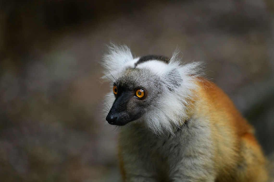 Female Black Lemur - portrait, Palmarium, Madagascar The female of the Black Lemur, with her stunning deep rufous coat and white mega tufts. Beautiful and she knows it.<br />
<figure class="photo"><a href="https://www.jungledragon.com/image/87687/female_black_lemur_-_walking_palmarium_madagascar.html" title="Female Black Lemur - walking, Palmarium, Madagascar"><img src="https://s3.amazonaws.com/media.jungledragon.com/images/2/87687_thumb.jpg?AWSAccessKeyId=05GMT0V3GWVNE7GGM1R2&Expires=1767225610&Signature=v%2FjEoRtj8Gf%2Fzj4Tr1KoRl3A%2FyU%3D" width="200" height="198" alt="Female Black Lemur - walking, Palmarium, Madagascar The female of the Black Lemur, with her stunning deep rufous coat and white mega tufts. Beautiful and she knows it.<br />
https://www.jungledragon.com/image/87686/female_black_lemur_-_portrait_palmarium_madagascar.html<br />
https://www.jungledragon.com/image/87688/female_black_lemur_-_looking_up_palmarium_madagascar.html<br />
https://www.jungledragon.com/image/87689/female_black_lemur_-_stare_palmarium_madagascar.html<br />
<br />
The male:<br />
<br />
https://www.jungledragon.com/image/87622/black_lemur_-_closeup_palmarium_madagascar.html Africa,Black Lemur,Eulemur macaco,Geotagged,Madagascar,Madagascar 2019,Palmarium reserve,Winter,World" /></a></figure><br />
<figure class="photo"><a href="https://www.jungledragon.com/image/87688/female_black_lemur_-_looking_up_palmarium_madagascar.html" title="Female Black Lemur - looking up, Palmarium, Madagascar"><img src="https://s3.amazonaws.com/media.jungledragon.com/images/2/87688_thumb.jpg?AWSAccessKeyId=05GMT0V3GWVNE7GGM1R2&Expires=1767225610&Signature=TRjblUk62mhWbsRdSJ5Nvdntu38%3D" width="126" height="152" alt="Female Black Lemur - looking up, Palmarium, Madagascar The female of the Black Lemur, with her stunning deep rufous coat and white mega tufts. Beautiful and she knows it.<br />
https://www.jungledragon.com/image/87686/female_black_lemur_-_portrait_palmarium_madagascar.html<br />
https://www.jungledragon.com/image/87687/female_black_lemur_-_walking_palmarium_madagascar.html<br />
https://www.jungledragon.com/image/87689/female_black_lemur_-_stare_palmarium_madagascar.html<br />
<br />
The male:<br />
<br />
https://www.jungledragon.com/image/87622/black_lemur_-_closeup_palmarium_madagascar.html Africa,Black Lemur,Eulemur macaco,Geotagged,Madagascar,Madagascar 2019,Palmarium reserve,Winter,World" /></a></figure><br />
<figure class="photo"><a href="https://www.jungledragon.com/image/87689/female_black_lemur_-_stare_palmarium_madagascar.html" title="Female Black Lemur - stare, Palmarium, Madagascar"><img src="https://s3.amazonaws.com/media.jungledragon.com/images/2/87689_thumb.jpg?AWSAccessKeyId=05GMT0V3GWVNE7GGM1R2&Expires=1767225610&Signature=hZGT6943EBLjhzm%2BIhx8UdafAFg%3D" width="200" height="134" alt="Female Black Lemur - stare, Palmarium, Madagascar The female of the Black Lemur, with her stunning deep rufous coat and white mega tufts. Beautiful and she knows it.<br />
https://www.jungledragon.com/image/87686/female_black_lemur_-_portrait_palmarium_madagascar.html<br />
https://www.jungledragon.com/image/87687/female_black_lemur_-_walking_palmarium_madagascar.html<br />
https://www.jungledragon.com/image/87688/female_black_lemur_-_looking_up_palmarium_madagascar.html<br />
<br />
The male:<br />
<br />
https://www.jungledragon.com/image/87622/black_lemur_-_closeup_palmarium_madagascar.html Africa,Black Lemur,Eulemur macaco,Geotagged,Madagascar,Madagascar 2019,Palmarium reserve,Winter,World" /></a></figure><br />
<br />
The male:<br />
<br />
<figure class="photo"><a href="https://www.jungledragon.com/image/87622/black_lemur_-_closeup_palmarium_madagascar.html" title="Black Lemur - closeup, Palmarium, Madagascar"><img src="https://s3.amazonaws.com/media.jungledragon.com/images/2/87622_thumb.jpg?AWSAccessKeyId=05GMT0V3GWVNE7GGM1R2&Expires=1767225610&Signature=1xWzIiim%2BuUcqmhrsBlY2tVL9Lk%3D" width="200" height="178" alt="Black Lemur - closeup, Palmarium, Madagascar The Black Lemur, in the wild restricted to the far Northwest of Madagascar, here in a private reserve environment. Black Lemur refers to the appearance of the males, which are all black, whilst females look wildly different. Since 2008, the species has been split. Eulemur macaco seen here is identified by their orange eyes and ear tufts, whilst Eulemur flavifrons is also black yet has blue eyes. It is aptly named the &quot;Blue-eyed black lemur&quot; and is the only non-human primate to have blue eyes.<br />
https://www.jungledragon.com/image/87621/black_lemur_palmarium_madagascar.html<br />
https://www.jungledragon.com/image/87623/black_lemur_-_happy_palmarium_madagascar.html<br />
https://www.jungledragon.com/image/87624/black_lemur_-_closeup_2_palmarium_madagascar.html<br />
Female:<br />
<br />
https://www.jungledragon.com/image/87687/female_black_lemur_-_walking_palmarium_madagascar.html Africa,Black Lemur,Eulemur macaco,Geotagged,Madagascar,Madagascar 2019,Palmarium reserve,Winter,World" /></a></figure> Africa,Black Lemur,Eulemur macaco,Geotagged,Madagascar,Madagascar 2019,Palmarium reserve,Winter,World