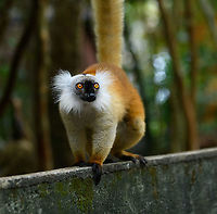 Female Black Lemur - walking, Palmarium, Madagascar The female of the Black Lemur, with her stunning deep rufous coat and white mega tufts. Beautiful and she knows it.<br />
https://www.jungledragon.com/image/87686/female_black_lemur_-_portrait_palmarium_madagascar.html<br />
https://www.jungledragon.com/image/87688/female_black_lemur_-_looking_up_palmarium_madagascar.html<br />
https://www.jungledragon.com/image/87689/female_black_lemur_-_stare_palmarium_madagascar.html<br />
<br />
The male:<br />
<br />
https://www.jungledragon.com/image/87622/black_lemur_-_closeup_palmarium_madagascar.html Africa,Black Lemur,Eulemur macaco,Geotagged,Madagascar,Madagascar 2019,Palmarium reserve,Winter,World