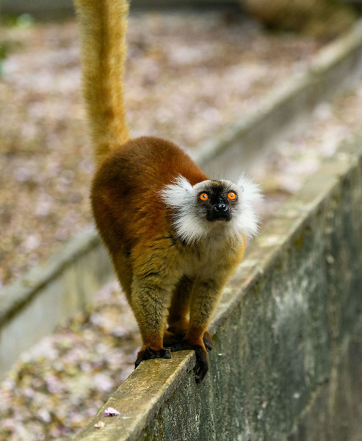 Female Black Lemur - looking up, Palmarium, Madagascar The female of the Black Lemur, with her stunning deep rufous coat and white mega tufts. Beautiful and she knows it.<br />
<figure class="photo"><a href="https://www.jungledragon.com/image/87686/female_black_lemur_-_portrait_palmarium_madagascar.html" title="Female Black Lemur - portrait, Palmarium, Madagascar"><img src="https://s3.amazonaws.com/media.jungledragon.com/images/2/87686_thumb.jpg?AWSAccessKeyId=05GMT0V3GWVNE7GGM1R2&Expires=1767225610&Signature=WL1bxJj1d4rJcwJ9tPSd1pARPQA%3D" width="200" height="134" alt="Female Black Lemur - portrait, Palmarium, Madagascar The female of the Black Lemur, with her stunning deep rufous coat and white mega tufts. Beautiful and she knows it.<br />
https://www.jungledragon.com/image/87687/female_black_lemur_-_walking_palmarium_madagascar.html<br />
https://www.jungledragon.com/image/87688/female_black_lemur_-_looking_up_palmarium_madagascar.html<br />
https://www.jungledragon.com/image/87689/female_black_lemur_-_stare_palmarium_madagascar.html<br />
<br />
The male:<br />
<br />
https://www.jungledragon.com/image/87622/black_lemur_-_closeup_palmarium_madagascar.html Africa,Black Lemur,Eulemur macaco,Geotagged,Madagascar,Madagascar 2019,Palmarium reserve,Winter,World" /></a></figure><br />
<figure class="photo"><a href="https://www.jungledragon.com/image/87687/female_black_lemur_-_walking_palmarium_madagascar.html" title="Female Black Lemur - walking, Palmarium, Madagascar"><img src="https://s3.amazonaws.com/media.jungledragon.com/images/2/87687_thumb.jpg?AWSAccessKeyId=05GMT0V3GWVNE7GGM1R2&Expires=1767225610&Signature=v%2FjEoRtj8Gf%2Fzj4Tr1KoRl3A%2FyU%3D" width="200" height="198" alt="Female Black Lemur - walking, Palmarium, Madagascar The female of the Black Lemur, with her stunning deep rufous coat and white mega tufts. Beautiful and she knows it.<br />
https://www.jungledragon.com/image/87686/female_black_lemur_-_portrait_palmarium_madagascar.html<br />
https://www.jungledragon.com/image/87688/female_black_lemur_-_looking_up_palmarium_madagascar.html<br />
https://www.jungledragon.com/image/87689/female_black_lemur_-_stare_palmarium_madagascar.html<br />
<br />
The male:<br />
<br />
https://www.jungledragon.com/image/87622/black_lemur_-_closeup_palmarium_madagascar.html Africa,Black Lemur,Eulemur macaco,Geotagged,Madagascar,Madagascar 2019,Palmarium reserve,Winter,World" /></a></figure><br />
<figure class="photo"><a href="https://www.jungledragon.com/image/87689/female_black_lemur_-_stare_palmarium_madagascar.html" title="Female Black Lemur - stare, Palmarium, Madagascar"><img src="https://s3.amazonaws.com/media.jungledragon.com/images/2/87689_thumb.jpg?AWSAccessKeyId=05GMT0V3GWVNE7GGM1R2&Expires=1767225610&Signature=hZGT6943EBLjhzm%2BIhx8UdafAFg%3D" width="200" height="134" alt="Female Black Lemur - stare, Palmarium, Madagascar The female of the Black Lemur, with her stunning deep rufous coat and white mega tufts. Beautiful and she knows it.<br />
https://www.jungledragon.com/image/87686/female_black_lemur_-_portrait_palmarium_madagascar.html<br />
https://www.jungledragon.com/image/87687/female_black_lemur_-_walking_palmarium_madagascar.html<br />
https://www.jungledragon.com/image/87688/female_black_lemur_-_looking_up_palmarium_madagascar.html<br />
<br />
The male:<br />
<br />
https://www.jungledragon.com/image/87622/black_lemur_-_closeup_palmarium_madagascar.html Africa,Black Lemur,Eulemur macaco,Geotagged,Madagascar,Madagascar 2019,Palmarium reserve,Winter,World" /></a></figure><br />
<br />
The male:<br />
<br />
<figure class="photo"><a href="https://www.jungledragon.com/image/87622/black_lemur_-_closeup_palmarium_madagascar.html" title="Black Lemur - closeup, Palmarium, Madagascar"><img src="https://s3.amazonaws.com/media.jungledragon.com/images/2/87622_thumb.jpg?AWSAccessKeyId=05GMT0V3GWVNE7GGM1R2&Expires=1767225610&Signature=1xWzIiim%2BuUcqmhrsBlY2tVL9Lk%3D" width="200" height="178" alt="Black Lemur - closeup, Palmarium, Madagascar The Black Lemur, in the wild restricted to the far Northwest of Madagascar, here in a private reserve environment. Black Lemur refers to the appearance of the males, which are all black, whilst females look wildly different. Since 2008, the species has been split. Eulemur macaco seen here is identified by their orange eyes and ear tufts, whilst Eulemur flavifrons is also black yet has blue eyes. It is aptly named the &quot;Blue-eyed black lemur&quot; and is the only non-human primate to have blue eyes.<br />
https://www.jungledragon.com/image/87621/black_lemur_palmarium_madagascar.html<br />
https://www.jungledragon.com/image/87623/black_lemur_-_happy_palmarium_madagascar.html<br />
https://www.jungledragon.com/image/87624/black_lemur_-_closeup_2_palmarium_madagascar.html<br />
Female:<br />
<br />
https://www.jungledragon.com/image/87687/female_black_lemur_-_walking_palmarium_madagascar.html Africa,Black Lemur,Eulemur macaco,Geotagged,Madagascar,Madagascar 2019,Palmarium reserve,Winter,World" /></a></figure> Africa,Black Lemur,Eulemur macaco,Geotagged,Madagascar,Madagascar 2019,Palmarium reserve,Winter,World