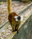 Female Black Lemur - looking up, Palmarium, Madagascar The female of the Black Lemur, with her stunning deep rufous coat and white mega tufts. Beautiful and she knows it.<br />
https://www.jungledragon.com/image/87686/female_black_lemur_-_portrait_palmarium_madagascar.html<br />
https://www.jungledragon.com/image/87687/female_black_lemur_-_walking_palmarium_madagascar.html<br />
https://www.jungledragon.com/image/87689/female_black_lemur_-_stare_palmarium_madagascar.html<br />
<br />
The male:<br />
<br />
https://www.jungledragon.com/image/87622/black_lemur_-_closeup_palmarium_madagascar.html Africa,Black Lemur,Eulemur macaco,Geotagged,Madagascar,Madagascar 2019,Palmarium reserve,Winter,World