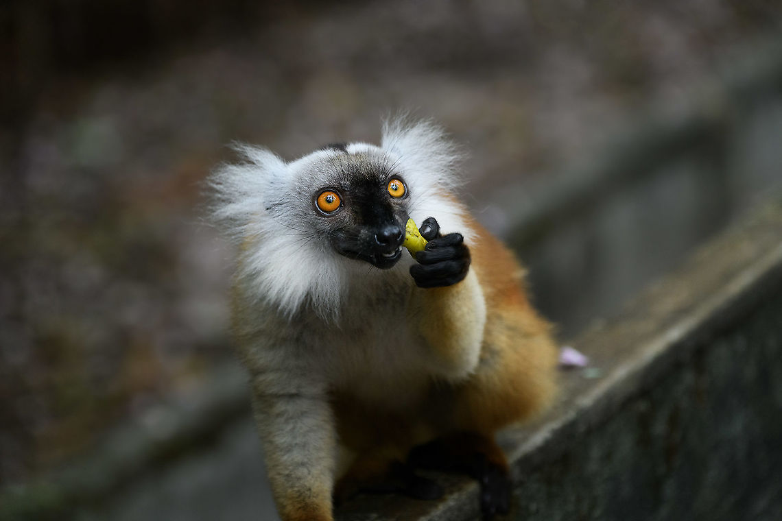 Female Black Lemur - stare, Palmarium, Madagascar The female of the Black Lemur, with her stunning deep rufous coat and white mega tufts. Beautiful and she knows it.<br />
<figure class="photo"><a href="https://www.jungledragon.com/image/87686/female_black_lemur_-_portrait_palmarium_madagascar.html" title="Female Black Lemur - portrait, Palmarium, Madagascar"><img src="https://s3.amazonaws.com/media.jungledragon.com/images/2/87686_thumb.jpg?AWSAccessKeyId=05GMT0V3GWVNE7GGM1R2&Expires=1759968010&Signature=P7pzYEs2gI6gcaAMebwAzMTu0bs%3D" width="200" height="134" alt="Female Black Lemur - portrait, Palmarium, Madagascar The female of the Black Lemur, with her stunning deep rufous coat and white mega tufts. Beautiful and she knows it.<br />
https://www.jungledragon.com/image/87687/female_black_lemur_-_walking_palmarium_madagascar.html<br />
https://www.jungledragon.com/image/87688/female_black_lemur_-_looking_up_palmarium_madagascar.html<br />
https://www.jungledragon.com/image/87689/female_black_lemur_-_stare_palmarium_madagascar.html<br />
<br />
The male:<br />
<br />
https://www.jungledragon.com/image/87622/black_lemur_-_closeup_palmarium_madagascar.html Africa,Black Lemur,Eulemur macaco,Geotagged,Madagascar,Madagascar 2019,Palmarium reserve,Winter,World" /></a></figure><br />
<figure class="photo"><a href="https://www.jungledragon.com/image/87687/female_black_lemur_-_walking_palmarium_madagascar.html" title="Female Black Lemur - walking, Palmarium, Madagascar"><img src="https://s3.amazonaws.com/media.jungledragon.com/images/2/87687_thumb.jpg?AWSAccessKeyId=05GMT0V3GWVNE7GGM1R2&Expires=1759968010&Signature=iMhPLNQyNtOzpCB6JLqwOTHT%2Bx4%3D" width="200" height="198" alt="Female Black Lemur - walking, Palmarium, Madagascar The female of the Black Lemur, with her stunning deep rufous coat and white mega tufts. Beautiful and she knows it.<br />
https://www.jungledragon.com/image/87686/female_black_lemur_-_portrait_palmarium_madagascar.html<br />
https://www.jungledragon.com/image/87688/female_black_lemur_-_looking_up_palmarium_madagascar.html<br />
https://www.jungledragon.com/image/87689/female_black_lemur_-_stare_palmarium_madagascar.html<br />
<br />
The male:<br />
<br />
https://www.jungledragon.com/image/87622/black_lemur_-_closeup_palmarium_madagascar.html Africa,Black Lemur,Eulemur macaco,Geotagged,Madagascar,Madagascar 2019,Palmarium reserve,Winter,World" /></a></figure><br />
<figure class="photo"><a href="https://www.jungledragon.com/image/87688/female_black_lemur_-_looking_up_palmarium_madagascar.html" title="Female Black Lemur - looking up, Palmarium, Madagascar"><img src="https://s3.amazonaws.com/media.jungledragon.com/images/2/87688_thumb.jpg?AWSAccessKeyId=05GMT0V3GWVNE7GGM1R2&Expires=1759968010&Signature=%2F6%2FtmBfAU4bSVVKfYvD2KqiDloc%3D" width="126" height="152" alt="Female Black Lemur - looking up, Palmarium, Madagascar The female of the Black Lemur, with her stunning deep rufous coat and white mega tufts. Beautiful and she knows it.<br />
https://www.jungledragon.com/image/87686/female_black_lemur_-_portrait_palmarium_madagascar.html<br />
https://www.jungledragon.com/image/87687/female_black_lemur_-_walking_palmarium_madagascar.html<br />
https://www.jungledragon.com/image/87689/female_black_lemur_-_stare_palmarium_madagascar.html<br />
<br />
The male:<br />
<br />
https://www.jungledragon.com/image/87622/black_lemur_-_closeup_palmarium_madagascar.html Africa,Black Lemur,Eulemur macaco,Geotagged,Madagascar,Madagascar 2019,Palmarium reserve,Winter,World" /></a></figure><br />
<br />
The male:<br />
<br />
<figure class="photo"><a href="https://www.jungledragon.com/image/87622/black_lemur_-_closeup_palmarium_madagascar.html" title="Black Lemur - closeup, Palmarium, Madagascar"><img src="https://s3.amazonaws.com/media.jungledragon.com/images/2/87622_thumb.jpg?AWSAccessKeyId=05GMT0V3GWVNE7GGM1R2&Expires=1759968010&Signature=9ogxUj0H53VCJor4jgzynoemByo%3D" width="200" height="178" alt="Black Lemur - closeup, Palmarium, Madagascar The Black Lemur, in the wild restricted to the far Northwest of Madagascar, here in a private reserve environment. Black Lemur refers to the appearance of the males, which are all black, whilst females look wildly different. Since 2008, the species has been split. Eulemur macaco seen here is identified by their orange eyes and ear tufts, whilst Eulemur flavifrons is also black yet has blue eyes. It is aptly named the &quot;Blue-eyed black lemur&quot; and is the only non-human primate to have blue eyes.<br />
https://www.jungledragon.com/image/87621/black_lemur_palmarium_madagascar.html<br />
https://www.jungledragon.com/image/87623/black_lemur_-_happy_palmarium_madagascar.html<br />
https://www.jungledragon.com/image/87624/black_lemur_-_closeup_2_palmarium_madagascar.html<br />
Female:<br />
<br />
https://www.jungledragon.com/image/87687/female_black_lemur_-_walking_palmarium_madagascar.html Africa,Black Lemur,Eulemur macaco,Geotagged,Madagascar,Madagascar 2019,Palmarium reserve,Winter,World" /></a></figure> Africa,Black Lemur,Eulemur macaco,Geotagged,Madagascar,Madagascar 2019,Palmarium reserve,Winter,World