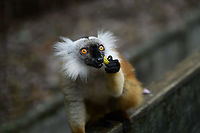 Female Black Lemur - stare, Palmarium, Madagascar The female of the Black Lemur, with her stunning deep rufous coat and white mega tufts. Beautiful and she knows it.<br />
https://www.jungledragon.com/image/87686/female_black_lemur_-_portrait_palmarium_madagascar.html<br />
https://www.jungledragon.com/image/87687/female_black_lemur_-_walking_palmarium_madagascar.html<br />
https://www.jungledragon.com/image/87688/female_black_lemur_-_looking_up_palmarium_madagascar.html<br />
<br />
The male:<br />
<br />
https://www.jungledragon.com/image/87622/black_lemur_-_closeup_palmarium_madagascar.html Africa,Black Lemur,Eulemur macaco,Geotagged,Madagascar,Madagascar 2019,Palmarium reserve,Winter,World