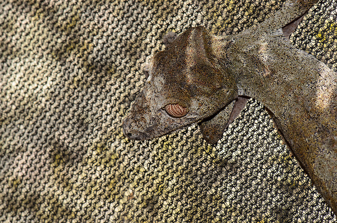 Master of camouflage likes camouflage nest What better way for a camouflage expert like the Giant Leaf-tailed Gecko to camouflage itself? Giant Leaf-tailed Gecko,Madagascar,Pyreras Reserve,Uroplatus fimbriatus