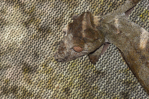 Master of camouflage likes camouflage nest What better way for a camouflage expert like the Giant Leaf-tailed Gecko to camouflage itself? Giant Leaf-tailed Gecko,Madagascar,Pyreras Reserve,Uroplatus fimbriatus