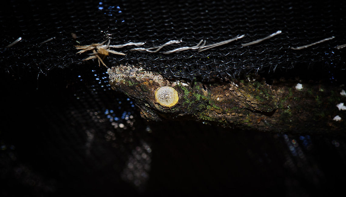 Oh Hai! A Mossy leaf-tailed gecko hangs on a black net in a reptile park in Madagascar.  Madagascar,Mossy leaf-tailed gecko,Pyreras Reserve,Uroplatus sikorae