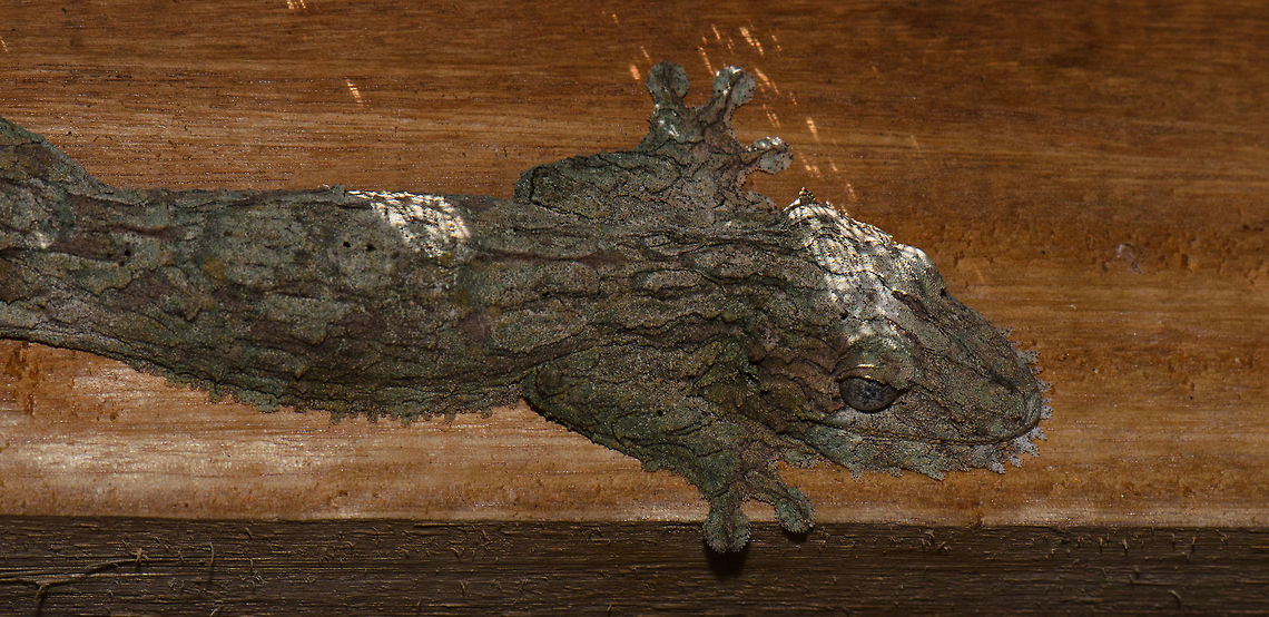 Mossy leaf-tailed gecko on wooden ceiling Check out the freaky moss-like structure and shape of this awesome leaf-tailed gecko. Madagascar,Mossy leaf-tailed gecko,Pyreras Reserve,Uroplatus sikorae