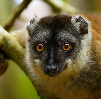 Male Common brown lemur - portrait, Palmarium, Madagascar https://www.jungledragon.com/image/87736/male_common_brown_lemur_palmarium_madagascar.html<br />
https://www.jungledragon.com/image/87737/male_common_brown_lemur_-_closeup_palmarium_madagascar.html Africa,Common brown lemur,Eulemur fulvus,Geotagged,Madagascar,Madagascar 2019,Palmarium reserve,Winter,World