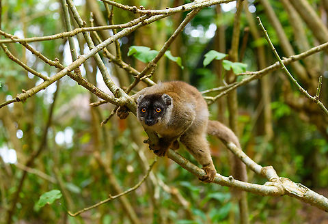 Male Common brown lemur, Palmarium, Madagascar https://www.jungledragon.com/image/87737/male_common_brown_lemur_-_closeup_palmarium_madagascar.html
https://www.jungledragon.com/image/87735/male_common_brown_lemur_-_portrait_palmarium_madagascar.html Africa,Common brown lemur,Eulemur fulvus,Geotagged,Madagascar,Madagascar 2019,Palmarium reserve,Winter,World