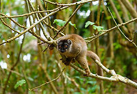 Male Common brown lemur, Palmarium, Madagascar https://www.jungledragon.com/image/87737/male_common_brown_lemur_-_closeup_palmarium_madagascar.html<br />
https://www.jungledragon.com/image/87735/male_common_brown_lemur_-_portrait_palmarium_madagascar.html Africa,Common brown lemur,Eulemur fulvus,Geotagged,Madagascar,Madagascar 2019,Palmarium reserve,Winter,World