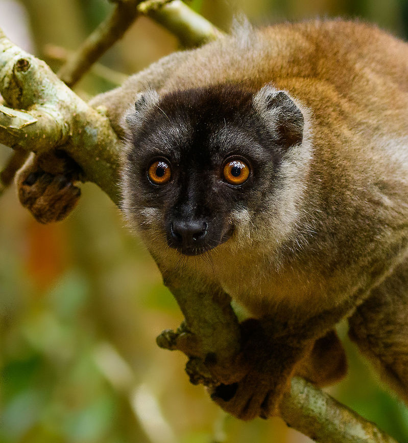 Male Common brown lemur - closeup, Palmarium, Madagascar <figure class="photo"><a href="https://www.jungledragon.com/image/87736/male_common_brown_lemur_palmarium_madagascar.html" title="Male Common brown lemur, Palmarium, Madagascar"><img src="https://s3.amazonaws.com/media.jungledragon.com/images/2/87736_thumb.jpg?AWSAccessKeyId=05GMT0V3GWVNE7GGM1R2&Expires=1759968010&Signature=MuOEKtFA1DecY0rX%2FhyvYMQZv%2BI%3D" width="200" height="138" alt="Male Common brown lemur, Palmarium, Madagascar https://www.jungledragon.com/image/87737/male_common_brown_lemur_-_closeup_palmarium_madagascar.html<br />
https://www.jungledragon.com/image/87735/male_common_brown_lemur_-_portrait_palmarium_madagascar.html Africa,Common brown lemur,Eulemur fulvus,Geotagged,Madagascar,Madagascar 2019,Palmarium reserve,Winter,World" /></a></figure><br />
<figure class="photo"><a href="https://www.jungledragon.com/image/87735/male_common_brown_lemur_-_portrait_palmarium_madagascar.html" title="Male Common brown lemur - portrait, Palmarium, Madagascar"><img src="https://s3.amazonaws.com/media.jungledragon.com/images/2/87735_thumb.jpg?AWSAccessKeyId=05GMT0V3GWVNE7GGM1R2&Expires=1759968010&Signature=gbGKdD1aKySvYGfHrSNHV6Aw5q8%3D" width="200" height="196" alt="Male Common brown lemur - portrait, Palmarium, Madagascar https://www.jungledragon.com/image/87736/male_common_brown_lemur_palmarium_madagascar.html<br />
https://www.jungledragon.com/image/87737/male_common_brown_lemur_-_closeup_palmarium_madagascar.html Africa,Common brown lemur,Eulemur fulvus,Geotagged,Madagascar,Madagascar 2019,Palmarium reserve,Winter,World" /></a></figure> Africa,Common brown lemur,Eulemur fulvus,Geotagged,Madagascar,Madagascar 2019,Palmarium reserve,Winter,World
