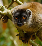 Male Common brown lemur - closeup, Palmarium, Madagascar https://www.jungledragon.com/image/87736/male_common_brown_lemur_palmarium_madagascar.html<br />
https://www.jungledragon.com/image/87735/male_common_brown_lemur_-_portrait_palmarium_madagascar.html Africa,Common brown lemur,Eulemur fulvus,Geotagged,Madagascar,Madagascar 2019,Palmarium reserve,Winter,World