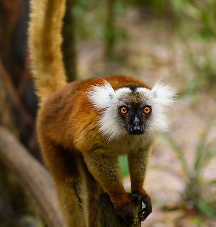 Female Black Lemur - poser, Palmarium, Madagascar Part II of a series on the gorgeous female Black Lemur. 
https://www.jungledragon.com/image/87740/female_black_lemur_-_fire_tail_palmarium_madagascar.html
https://www.jungledragon.com/image/87739/female_black_lemur_-_closeup_palmarium_madagascar.html
Part I:

https://www.jungledragon.com/image/87687/female_black_lemur_-_walking_palmarium_madagascar.html
Male:

https://www.jungledragon.com/image/87623/black_lemur_-_happy_palmarium_madagascar.html Africa,Black Lemur,Eulemur macaco,Geotagged,Madagascar,Madagascar 2019,Palmarium reserve,Winter,World