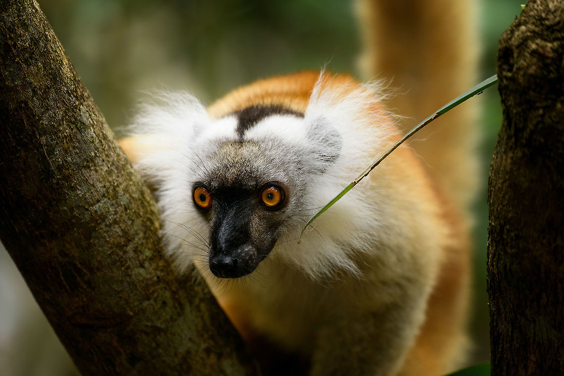 Female Black Lemur - closeup, Palmarium, Madagascar Part II of a series on the gorgeous female Black Lemur. <br />
<figure class="photo"><a href="https://www.jungledragon.com/image/87740/female_black_lemur_-_fire_tail_palmarium_madagascar.html" title="Female Black Lemur - fire tail, Palmarium, Madagascar"><img src="https://s3.amazonaws.com/media.jungledragon.com/images/2/87740_thumb.jpg?AWSAccessKeyId=05GMT0V3GWVNE7GGM1R2&Expires=1770854410&Signature=hUGlAo1TQOn8%2FMUwJ2VWlufr6A8%3D" width="200" height="168" alt="Female Black Lemur - fire tail, Palmarium, Madagascar Part II of a series on the gorgeous female Black Lemur. <br />
https://www.jungledragon.com/image/87738/female_black_lemur_-_poser_palmarium_madagascar.html<br />
https://www.jungledragon.com/image/87739/female_black_lemur_-_closeup_palmarium_madagascar.html<br />
Part I:<br />
<br />
https://www.jungledragon.com/image/87687/female_black_lemur_-_walking_palmarium_madagascar.html<br />
Male:<br />
<br />
https://www.jungledragon.com/image/87623/black_lemur_-_happy_palmarium_madagascar.html Africa,Black Lemur,Eulemur macaco,Geotagged,Madagascar,Madagascar 2019,Palmarium reserve,Winter,World" /></a></figure><br />
<figure class="photo"><a href="https://www.jungledragon.com/image/87738/female_black_lemur_-_poser_palmarium_madagascar.html" title="Female Black Lemur - poser, Palmarium, Madagascar"><img src="https://s3.amazonaws.com/media.jungledragon.com/images/2/87738_thumb.jpg?AWSAccessKeyId=05GMT0V3GWVNE7GGM1R2&Expires=1770854410&Signature=Yyal%2FMUubMgx8gL21d1iyDk6zy8%3D" width="146" height="152" alt="Female Black Lemur - poser, Palmarium, Madagascar Part II of a series on the gorgeous female Black Lemur. <br />
https://www.jungledragon.com/image/87740/female_black_lemur_-_fire_tail_palmarium_madagascar.html<br />
https://www.jungledragon.com/image/87739/female_black_lemur_-_closeup_palmarium_madagascar.html<br />
Part I:<br />
<br />
https://www.jungledragon.com/image/87687/female_black_lemur_-_walking_palmarium_madagascar.html<br />
Male:<br />
<br />
https://www.jungledragon.com/image/87623/black_lemur_-_happy_palmarium_madagascar.html Africa,Black Lemur,Eulemur macaco,Geotagged,Madagascar,Madagascar 2019,Palmarium reserve,Winter,World" /></a></figure><br />
Part I:<br />
<br />
<figure class="photo"><a href="https://www.jungledragon.com/image/87687/female_black_lemur_-_walking_palmarium_madagascar.html" title="Female Black Lemur - walking, Palmarium, Madagascar"><img src="https://s3.amazonaws.com/media.jungledragon.com/images/2/87687_thumb.jpg?AWSAccessKeyId=05GMT0V3GWVNE7GGM1R2&Expires=1770854410&Signature=c4X4hkPJtO%2BDJpFMeEckfnb4FiQ%3D" width="200" height="198" alt="Female Black Lemur - walking, Palmarium, Madagascar The female of the Black Lemur, with her stunning deep rufous coat and white mega tufts. Beautiful and she knows it.<br />
https://www.jungledragon.com/image/87686/female_black_lemur_-_portrait_palmarium_madagascar.html<br />
https://www.jungledragon.com/image/87688/female_black_lemur_-_looking_up_palmarium_madagascar.html<br />
https://www.jungledragon.com/image/87689/female_black_lemur_-_stare_palmarium_madagascar.html<br />
<br />
The male:<br />
<br />
https://www.jungledragon.com/image/87622/black_lemur_-_closeup_palmarium_madagascar.html Africa,Black Lemur,Eulemur macaco,Geotagged,Madagascar,Madagascar 2019,Palmarium reserve,Winter,World" /></a></figure><br />
Male:<br />
<br />
<figure class="photo"><a href="https://www.jungledragon.com/image/87623/black_lemur_-_happy_palmarium_madagascar.html" title="Black Lemur - happy, Palmarium, Madagascar"><img src="https://s3.amazonaws.com/media.jungledragon.com/images/2/87623_thumb.jpg?AWSAccessKeyId=05GMT0V3GWVNE7GGM1R2&Expires=1770854410&Signature=KxzjqO6feP%2F6OQ2T6331mvcwpqU%3D" width="200" height="184" alt="Black Lemur - happy, Palmarium, Madagascar The Black Lemur, in the wild restricted to the far Northwest of Madagascar, here in a private reserve environment. Black Lemur refers to the appearance of the males, which are all black, whilst females look wildly different. Since 2008, the species has been split. Eulemur macaco seen here is identified by their orange eyes and ear tufts, whilst Eulemur flavifrons is also black yet has blue eyes. It is aptly named the "Blue-eyed black lemur" and is the only non-human primate to have blue eyes.<br />
https://www.jungledragon.com/image/87621/black_lemur_palmarium_madagascar.html<br />
https://www.jungledragon.com/image/87622/black_lemur_-_closeup_palmarium_madagascar.html<br />
https://www.jungledragon.com/image/87624/black_lemur_-_closeup_2_palmarium_madagascar.html<br />
Female:<br />
<br />
https://www.jungledragon.com/image/87687/female_black_lemur_-_walking_palmarium_madagascar.html Africa,Black Lemur,Eulemur macaco,Geotagged,Madagascar,Madagascar 2019,Palmarium reserve,Winter,World" /></a></figure> Africa,Black Lemur,Eulemur macaco,Geotagged,Madagascar,Madagascar 2019,Palmarium reserve,Winter,World