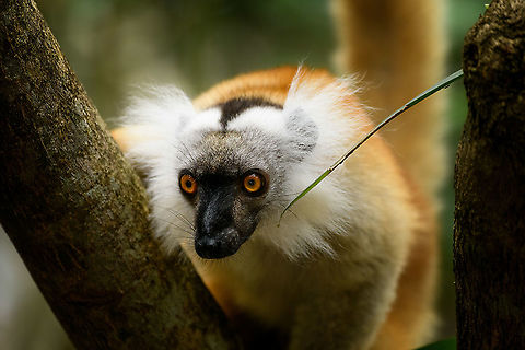 Female Black Lemur - closeup, Palmarium, Madagascar Part II of a series on the gorgeous female Black Lemur. 
https://www.jungledragon.com/image/87740/female_black_lemur_-_fire_tail_palmarium_madagascar.html
https://www.jungledragon.com/image/87738/female_black_lemur_-_poser_palmarium_madagascar.html
Part I:

https://www.jungledragon.com/image/87687/female_black_lemur_-_walking_palmarium_madagascar.html
Male:

https://www.jungledragon.com/image/87623/black_lemur_-_happy_palmarium_madagascar.html Africa,Black Lemur,Eulemur macaco,Geotagged,Madagascar,Madagascar 2019,Palmarium reserve,Winter,World