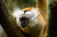 Female Black Lemur - closeup, Palmarium, Madagascar Part II of a series on the gorgeous female Black Lemur. <br />
https://www.jungledragon.com/image/87740/female_black_lemur_-_fire_tail_palmarium_madagascar.html<br />
https://www.jungledragon.com/image/87738/female_black_lemur_-_poser_palmarium_madagascar.html<br />
Part I:<br />
<br />
https://www.jungledragon.com/image/87687/female_black_lemur_-_walking_palmarium_madagascar.html<br />
Male:<br />
<br />
https://www.jungledragon.com/image/87623/black_lemur_-_happy_palmarium_madagascar.html Africa,Black Lemur,Eulemur macaco,Geotagged,Madagascar,Madagascar 2019,Palmarium reserve,Winter,World