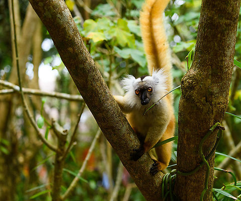 Female Black Lemur - fire tail, Palmarium, Madagascar Part II of a series on the gorgeous female Black Lemur. 
https://www.jungledragon.com/image/87738/female_black_lemur_-_poser_palmarium_madagascar.html
https://www.jungledragon.com/image/87739/female_black_lemur_-_closeup_palmarium_madagascar.html
Part I:

https://www.jungledragon.com/image/87687/female_black_lemur_-_walking_palmarium_madagascar.html
Male:

https://www.jungledragon.com/image/87623/black_lemur_-_happy_palmarium_madagascar.html Africa,Black Lemur,Eulemur macaco,Geotagged,Madagascar,Madagascar 2019,Palmarium reserve,Winter,World