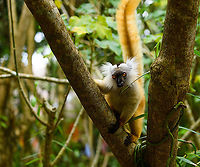 Female Black Lemur - fire tail, Palmarium, Madagascar Part II of a series on the gorgeous female Black Lemur. <br />
https://www.jungledragon.com/image/87738/female_black_lemur_-_poser_palmarium_madagascar.html<br />
https://www.jungledragon.com/image/87739/female_black_lemur_-_closeup_palmarium_madagascar.html<br />
Part I:<br />
<br />
https://www.jungledragon.com/image/87687/female_black_lemur_-_walking_palmarium_madagascar.html<br />
Male:<br />
<br />
https://www.jungledragon.com/image/87623/black_lemur_-_happy_palmarium_madagascar.html Africa,Black Lemur,Eulemur macaco,Geotagged,Madagascar,Madagascar 2019,Palmarium reserve,Winter,World
