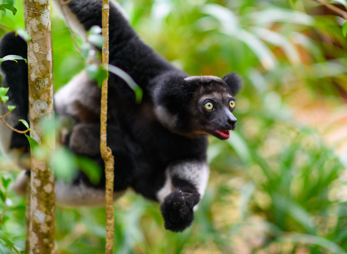 Indri - Palmarium, Madagascar An nice surprise, we did not know or expect Palmarium to house the Indri species. The surprise got even better when we saw that this is mother with a baby hiding in her fur. Photos of the young one coming in part II.<br />
<figure class="photo"><a href="https://www.jungledragon.com/image/87814/indri_experience_3_mitsinjo_reserve_andasibe_madagascar.html" title="Indri experience 3, Mitsinjo reserve, Andasibe, Madagascar"><img src="https://s3.amazonaws.com/media.jungledragon.com/images/2/87814_thumb.jpg?AWSAccessKeyId=05GMT0V3GWVNE7GGM1R2&Expires=1759968010&Signature=RWSdxBWSTZWIi7UEghqCigDrohc%3D" width="144" height="152" alt="Indri experience 3, Mitsinjo reserve, Andasibe, Madagascar An nice surprise, we did not know or expect Palmarium to house the Indri species. The surprise got even better when we saw that this is mother with a baby hiding in her fur. Photos of the young one coming in part II.<br />
https://www.jungledragon.com/image/87813/indri_-_3_palmarium_madagascar.html<br />
https://www.jungledragon.com/image/87812/indri_-_2_palmarium_madagascar.html<br />
https://www.jungledragon.com/image/87811/indri_-_palmarium_madagascar.html Africa,Geotagged,Indri,Indri indri,Madagascar,Madagascar 2019,Palmarium reserve,Winter,World" /></a></figure><br />
<figure class="photo"><a href="https://www.jungledragon.com/image/87813/indri_-_3_palmarium_madagascar.html" title="Indri - 3, Palmarium, Madagascar"><img src="https://s3.amazonaws.com/media.jungledragon.com/images/2/87813_thumb.jpg?AWSAccessKeyId=05GMT0V3GWVNE7GGM1R2&Expires=1759968010&Signature=A161VWwuv9uPcG280sC0VPRnxVY%3D" width="200" height="134" alt="Indri - 3, Palmarium, Madagascar An nice surprise, we did not know or expect Palmarium to house the Indri species. The surprise got even better when we saw that this is mother with a baby hiding in her fur. Photos of the young one coming in part II.<br />
https://www.jungledragon.com/image/87814/indri_experience_3_mitsinjo_reserve_andasibe_madagascar.html<br />
https://www.jungledragon.com/image/87812/indri_-_2_palmarium_madagascar.html<br />
https://www.jungledragon.com/image/87811/indri_-_palmarium_madagascar.html Africa,Geotagged,Indri,Indri indri,Madagascar,Madagascar 2019,Palmarium reserve,Winter,World" /></a></figure><br />
<figure class="photo"><a href="https://www.jungledragon.com/image/87812/indri_-_2_palmarium_madagascar.html" title="Indri - 2, Palmarium, Madagascar"><img src="https://s3.amazonaws.com/media.jungledragon.com/images/2/87812_thumb.jpg?AWSAccessKeyId=05GMT0V3GWVNE7GGM1R2&Expires=1759968010&Signature=sfh6LMFxp%2FT0bSD4g10yUQMj0wM%3D" width="124" height="152" alt="Indri - 2, Palmarium, Madagascar An nice surprise, we did not know or expect Palmarium to house the Indri species. The surprise got even better when we saw that this is mother with a baby hiding in her fur. Photos of the young one coming in part II.<br />
https://www.jungledragon.com/image/87814/indri_experience_3_mitsinjo_reserve_andasibe_madagascar.html<br />
https://www.jungledragon.com/image/87813/indri_-_3_palmarium_madagascar.html<br />
https://www.jungledragon.com/image/87811/indri_-_palmarium_madagascar.html Africa,Geotagged,Indri,Indri indri,Madagascar,Madagascar 2019,Palmarium reserve,Winter,World" /></a></figure> Africa,Geotagged,Indri,Indri indri,Madagascar,Madagascar 2019,Palmarium reserve,Winter,World