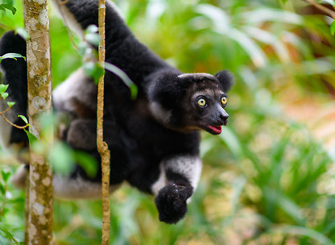 Indri - Palmarium, Madagascar An nice surprise, we did not know or expect Palmarium to house the Indri species. The surprise got even better when we saw that this is mother with a baby hiding in her fur. Photos of the young one coming in part II.
https://www.jungledragon.com/image/87814/indri_experience_3_mitsinjo_reserve_andasibe_madagascar.html
https://www.jungledragon.com/image/87813/indri_-_3_palmarium_madagascar.html
https://www.jungledragon.com/image/87812/indri_-_2_palmarium_madagascar.html Africa,Geotagged,Indri,Indri indri,Madagascar,Madagascar 2019,Palmarium reserve,Winter,World
