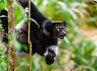 Indri - Palmarium, Madagascar An nice surprise, we did not know or expect Palmarium to house the Indri species. The surprise got even better when we saw that this is mother with a baby hiding in her fur. Photos of the young one coming in part II.<br />
https://www.jungledragon.com/image/87814/indri_experience_3_mitsinjo_reserve_andasibe_madagascar.html<br />
https://www.jungledragon.com/image/87813/indri_-_3_palmarium_madagascar.html<br />
https://www.jungledragon.com/image/87812/indri_-_2_palmarium_madagascar.html Africa,Geotagged,Indri,Indri indri,Madagascar,Madagascar 2019,Palmarium reserve,Winter,World