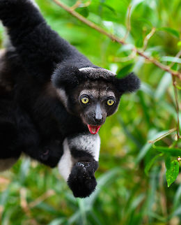 Indri - 2, Palmarium, Madagascar An nice surprise, we did not know or expect Palmarium to house the Indri species. The surprise got even better when we saw that this is mother with a baby hiding in her fur. Photos of the young one coming in part II.
https://www.jungledragon.com/image/87814/indri_experience_3_mitsinjo_reserve_andasibe_madagascar.html
https://www.jungledragon.com/image/87813/indri_-_3_palmarium_madagascar.html
https://www.jungledragon.com/image/87811/indri_-_palmarium_madagascar.html Africa,Geotagged,Indri,Indri indri,Madagascar,Madagascar 2019,Palmarium reserve,Winter,World