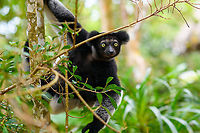 Indri - 3, Palmarium, Madagascar An nice surprise, we did not know or expect Palmarium to house the Indri species. The surprise got even better when we saw that this is mother with a baby hiding in her fur. Photos of the young one coming in part II.<br />
https://www.jungledragon.com/image/87814/indri_experience_3_mitsinjo_reserve_andasibe_madagascar.html<br />
https://www.jungledragon.com/image/87812/indri_-_2_palmarium_madagascar.html<br />
https://www.jungledragon.com/image/87811/indri_-_palmarium_madagascar.html Africa,Geotagged,Indri,Indri indri,Madagascar,Madagascar 2019,Palmarium reserve,Winter,World