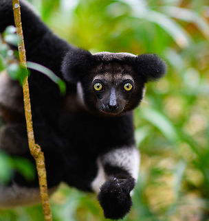 Indri experience 3, Mitsinjo reserve, Andasibe, Madagascar An nice surprise, we did not know or expect Palmarium to house the Indri species. The surprise got even better when we saw that this is mother with a baby hiding in her fur. Photos of the young one coming in part II.
https://www.jungledragon.com/image/87813/indri_-_3_palmarium_madagascar.html
https://www.jungledragon.com/image/87812/indri_-_2_palmarium_madagascar.html
https://www.jungledragon.com/image/87811/indri_-_palmarium_madagascar.html Africa,Geotagged,Indri,Indri indri,Madagascar,Madagascar 2019,Palmarium reserve,Winter,World