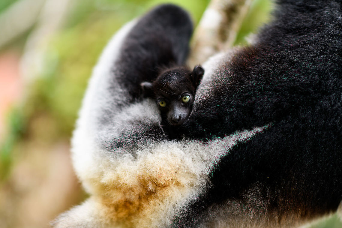 Indri Baby, Palmarium, Madagascar Not only were we surprised to find an Indri at Palmarium Reserve, we were even more thrilled to discover she has a young baby.<br />
<br />
In these photos, you can see the baby clinging on to the mother's belly, and peeking outwards from her side. It will typically be in this position for 4-5 months, after which it moves to the mother's back. That makes this Indri baby at most 5 months old.<br />
<br />
It is very likely much younger as usually they are born in May or June, whilst this was taken on July 22. That puts it at about 2 months old, at the most. Given its small size and still being fully black, my guestimate is 4-6 weeks old.<br />
<br />
Here's an interesting video on another newborn Indri:<br />
<section class="video"><iframe width="448" height="282" src="https://www.youtube-nocookie.com/embed/csLvkpB7OU4?hd=1&autoplay=0&rel=0" frameborder="0" allowfullscreen></iframe></section><br />
<br />
<figure class="photo"><a href="https://www.jungledragon.com/image/87830/indri_baby_-_2_palmarium_madagascar.html" title="Indri Baby - 2, Palmarium, Madagascar"><img src="https://s3.amazonaws.com/media.jungledragon.com/images/2/87830_thumb.jpg?AWSAccessKeyId=05GMT0V3GWVNE7GGM1R2&Expires=1770854410&Signature=7NdwK1euOCDaB4HY%2F1zTaMsdVaw%3D" width="200" height="138" alt="Indri Baby - 2, Palmarium, Madagascar Not only were we surprised to find an Indri at Palmarium Reserve, we were even more thrilled to discover she has a young baby.<br />
<br />
In these photos, you can see the baby clinging on to the mother's belly, and peeking outwards from her side. It will typically be in this position for 4-5 months, after which it moves to the mother's back. That makes this Indri baby at most 5 months old.<br />
<br />
It is very likely much younger as usually they are born in May or June, whilst this was taken on July 22. That puts it at about 2 months old, at the most. Given its small size and still being fully black, my guestimate is 4-6 weeks old.<br />
<br />
Here's an interesting video on another newborn Indri:<br />
https://www.youtube.com/watch?v=csLvkpB7OU4<br />
<br />
https://www.jungledragon.com/image/87829/indri_baby_palmarium_madagascar.html<br />
https://www.jungledragon.com/image/87831/indri_baby_-_3_palmarium_madagascar.html<br />
https://www.jungledragon.com/image/87833/indri_baby_-_4_palmarium_madagascar.html<br />
https://www.jungledragon.com/image/87832/indri_baby_-_5_palmarium_madagascar.html<br />
https://www.jungledragon.com/image/87835/indri_baby_-_6_palmarium_madagascar.html<br />
https://www.jungledragon.com/image/87834/indri_baby_-_7_palmarium_madagascar.html Africa,Geotagged,Indri,Indri indri,Madagascar,Madagascar 2019,Palmarium reserve,Winter,World" /></a></figure><br />
<figure class="photo"><a href="https://www.jungledragon.com/image/87831/indri_baby_-_3_palmarium_madagascar.html" title="Indri Baby - 3, Palmarium, Madagascar"><img src="https://s3.amazonaws.com/media.jungledragon.com/images/2/87831_thumb.jpg?AWSAccessKeyId=05GMT0V3GWVNE7GGM1R2&Expires=1770854410&Signature=cZinx6CPq5KuUXeHEfCCMaCkHc4%3D" width="200" height="188" alt="Indri Baby - 3, Palmarium, Madagascar Not only were we surprised to find an Indri at Palmarium Reserve, we were even more thrilled to discover she has a young baby.<br />
<br />
In these photos, you can see the baby clinging on to the mother's belly, and peeking outwards from her side. It will typically be in this position for 4-5 months, after which it moves to the mother's back. That makes this Indri baby at most 5 months old.<br />
<br />
It is very likely much younger as usually they are born in May or June, whilst this was taken on July 22. That puts it at about 2 months old, at the most. Given its small size and still being fully black, my guestimate is 4-6 weeks old.<br />
<br />
Here's an interesting video on another newborn Indri:<br />
https://www.youtube.com/watch?v=csLvkpB7OU4<br />
<br />
https://www.jungledragon.com/image/87829/indri_baby_palmarium_madagascar.html<br />
https://www.jungledragon.com/image/87830/indri_baby_-_2_palmarium_madagascar.html<br />
https://www.jungledragon.com/image/87833/indri_baby_-_4_palmarium_madagascar.html<br />
https://www.jungledragon.com/image/87832/indri_baby_-_5_palmarium_madagascar.html<br />
https://www.jungledragon.com/image/87835/indri_baby_-_6_palmarium_madagascar.html<br />
https://www.jungledragon.com/image/87834/indri_baby_-_7_palmarium_madagascar.html Africa,Geotagged,Indri,Indri indri,Madagascar,Madagascar 2019,Palmarium reserve,Winter,World" /></a></figure><br />
<figure class="photo"><a href="https://www.jungledragon.com/image/87833/indri_baby_-_4_palmarium_madagascar.html" title="Indri Baby - 4, Palmarium, Madagascar"><img src="https://s3.amazonaws.com/media.jungledragon.com/images/2/87833_thumb.jpg?AWSAccessKeyId=05GMT0V3GWVNE7GGM1R2&Expires=1770854410&Signature=YtaMXFgMk0qGYoUphM5B5csqB94%3D" width="200" height="182" alt="Indri Baby - 4, Palmarium, Madagascar Not only were we surprised to find an Indri at Palmarium Reserve, we were even more thrilled to discover she has a young baby.<br />
<br />
In these photos, you can see the baby clinging on to the mother's belly, and peeking outwards from her side. It will typically be in this position for 4-5 months, after which it moves to the mother's back. That makes this Indri baby at most 5 months old.<br />
<br />
It is very likely much younger as usually they are born in May or June, whilst this was taken on July 22. That puts it at about 2 months old, at the most. Given its small size and still being fully black, my guestimate is 4-6 weeks old.<br />
<br />
Here's an interesting video on another newborn Indri:<br />
https://www.youtube.com/watch?v=csLvkpB7OU4<br />
<br />
https://www.jungledragon.com/image/87829/indri_baby_palmarium_madagascar.html<br />
https://www.jungledragon.com/image/87830/indri_baby_-_2_palmarium_madagascar.html<br />
https://www.jungledragon.com/image/87831/indri_baby_-_3_palmarium_madagascar.html<br />
https://www.jungledragon.com/image/87832/indri_baby_-_5_palmarium_madagascar.html<br />
https://www.jungledragon.com/image/87835/indri_baby_-_6_palmarium_madagascar.html<br />
https://www.jungledragon.com/image/87834/indri_baby_-_7_palmarium_madagascar.html Africa,Geotagged,Indri,Indri indri,Madagascar,Madagascar 2019,Palmarium reserve,Winter,World" /></a></figure><br />
<figure class="photo"><a href="https://www.jungledragon.com/image/87832/indri_baby_-_5_palmarium_madagascar.html" title="Indri Baby - 5, Palmarium, Madagascar"><img src="https://s3.amazonaws.com/media.jungledragon.com/images/2/87832_thumb.jpg?AWSAccessKeyId=05GMT0V3GWVNE7GGM1R2&Expires=1770854410&Signature=urzZTtjW0Y3RA0SHSiWM4Ixi6wg%3D" width="200" height="134" alt="Indri Baby - 5, Palmarium, Madagascar Not only were we surprised to find an Indri at Palmarium Reserve, we were even more thrilled to discover she has a young baby.<br />
<br />
In these photos, you can see the baby clinging on to the mother's belly, and peeking outwards from her side. It will typically be in this position for 4-5 months, after which it moves to the mother's back. That makes this Indri baby at most 5 months old.<br />
<br />
It is very likely much younger as usually they are born in May or June, whilst this was taken on July 22. That puts it at about 2 months old, at the most. Given its small size and still being fully black, my guestimate is 4-6 weeks old.<br />
<br />
Here's an interesting video on another newborn Indri:<br />
https://www.youtube.com/watch?v=csLvkpB7OU4<br />
<br />
https://www.jungledragon.com/image/87829/indri_baby_palmarium_madagascar.html<br />
https://www.jungledragon.com/image/87830/indri_baby_-_2_palmarium_madagascar.html<br />
https://www.jungledragon.com/image/87831/indri_baby_-_3_palmarium_madagascar.html<br />
https://www.jungledragon.com/image/87833/indri_baby_-_4_palmarium_madagascar.html<br />
https://www.jungledragon.com/image/87835/indri_baby_-_6_palmarium_madagascar.html<br />
https://www.jungledragon.com/image/87834/indri_baby_-_7_palmarium_madagascar.html Africa,Geotagged,Indri,Indri indri,Madagascar,Madagascar 2019,Palmarium reserve,Winter,World" /></a></figure><br />
<figure class="photo"><a href="https://www.jungledragon.com/image/87835/indri_baby_-_6_palmarium_madagascar.html" title="Indri Baby - 6, Palmarium, Madagascar"><img src="https://s3.amazonaws.com/media.jungledragon.com/images/2/87835_thumb.jpg?AWSAccessKeyId=05GMT0V3GWVNE7GGM1R2&Expires=1770854410&Signature=6KBLYX4VxGZcrM%2Flt4n33Qmmf4M%3D" width="200" height="166" alt="Indri Baby - 6, Palmarium, Madagascar Not only were we surprised to find an Indri at Palmarium Reserve, we were even more thrilled to discover she has a young baby.<br />
<br />
In these photos, you can see the baby clinging on to the mother's belly, and peeking outwards from her side. It will typically be in this position for 4-5 months, after which it moves to the mother's back. That makes this Indri baby at most 5 months old.<br />
<br />
It is very likely much younger as usually they are born in May or June, whilst this was taken on July 22. That puts it at about 2 months old, at the most. Given its small size and still being fully black, my guestimate is 4-6 weeks old.<br />
<br />
Here's an interesting video on another newborn Indri:<br />
https://www.youtube.com/watch?v=csLvkpB7OU4<br />
<br />
https://www.jungledragon.com/image/87829/indri_baby_palmarium_madagascar.html<br />
https://www.jungledragon.com/image/87830/indri_baby_-_2_palmarium_madagascar.html<br />
https://www.jungledragon.com/image/87831/indri_baby_-_3_palmarium_madagascar.html<br />
https://www.jungledragon.com/image/87833/indri_baby_-_4_palmarium_madagascar.html<br />
https://www.jungledragon.com/image/87832/indri_baby_-_5_palmarium_madagascar.html<br />
https://www.jungledragon.com/image/87834/indri_baby_-_7_palmarium_madagascar.html Africa,Geotagged,Indri,Indri indri,Madagascar,Madagascar 2019,Palmarium reserve,Winter,World" /></a></figure><br />
<figure class="photo"><a href="https://www.jungledragon.com/image/87834/indri_baby_-_7_palmarium_madagascar.html" title="Indri Baby - 7, Palmarium, Madagascar"><img src="https://s3.amazonaws.com/media.jungledragon.com/images/2/87834_thumb.jpg?AWSAccessKeyId=05GMT0V3GWVNE7GGM1R2&Expires=1770854410&Signature=OmKk4EomfmkshS5MMOIZ4OHglsc%3D" width="200" height="154" alt="Indri Baby - 7, Palmarium, Madagascar Not only were we surprised to find an Indri at Palmarium Reserve, we were even more thrilled to discover she has a young baby.<br />
<br />
In these photos, you can see the baby clinging on to the mother's belly, and peeking outwards from her side. It will typically be in this position for 4-5 months, after which it moves to the mother's back. That makes this Indri baby at most 5 months old.<br />
<br />
It is very likely much younger as usually they are born in May or June, whilst this was taken on July 22. That puts it at about 2 months old, at the most. Given its small size and still being fully black, my guestimate is 4-6 weeks old.<br />
<br />
Here's an interesting video on another newborn Indri:<br />
https://www.youtube.com/watch?v=csLvkpB7OU4<br />
<br />
https://www.jungledragon.com/image/87829/indri_baby_palmarium_madagascar.html<br />
https://www.jungledragon.com/image/87830/indri_baby_-_2_palmarium_madagascar.html<br />
https://www.jungledragon.com/image/87831/indri_baby_-_3_palmarium_madagascar.html<br />
https://www.jungledragon.com/image/87833/indri_baby_-_4_palmarium_madagascar.html<br />
https://www.jungledragon.com/image/87832/indri_baby_-_5_palmarium_madagascar.html<br />
https://www.jungledragon.com/image/87835/indri_baby_-_6_palmarium_madagascar.html Africa,Geotagged,Indri,Indri indri,Madagascar,Madagascar 2019,Palmarium reserve,Winter,World" /></a></figure> Africa,Indri,Indri indri,Madagascar,Madagascar 2019,Palmarium reserve,World