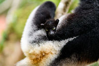 Indri Baby, Palmarium, Madagascar Not only were we surprised to find an Indri at Palmarium Reserve, we were even more thrilled to discover she has a young baby.<br />
<br />
In these photos, you can see the baby clinging on to the mother's belly, and peeking outwards from her side. It will typically be in this position for 4-5 months, after which it moves to the mother's back. That makes this Indri baby at most 5 months old.<br />
<br />
It is very likely much younger as usually they are born in May or June, whilst this was taken on July 22. That puts it at about 2 months old, at the most. Given its small size and still being fully black, my guestimate is 4-6 weeks old.<br />
<br />
Here's an interesting video on another newborn Indri:<br />
https://www.youtube.com/watch?v=csLvkpB7OU4<br />
<br />
https://www.jungledragon.com/image/87830/indri_baby_-_2_palmarium_madagascar.html<br />
https://www.jungledragon.com/image/87831/indri_baby_-_3_palmarium_madagascar.html<br />
https://www.jungledragon.com/image/87833/indri_baby_-_4_palmarium_madagascar.html<br />
https://www.jungledragon.com/image/87832/indri_baby_-_5_palmarium_madagascar.html<br />
https://www.jungledragon.com/image/87835/indri_baby_-_6_palmarium_madagascar.html<br />
https://www.jungledragon.com/image/87834/indri_baby_-_7_palmarium_madagascar.html Africa,Indri,Indri indri,Madagascar,Madagascar 2019,Palmarium reserve,World